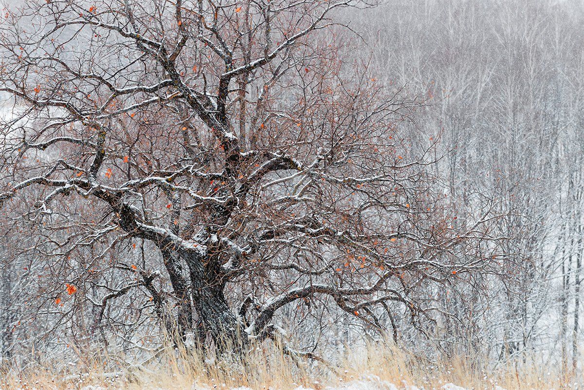 осень, снег, дерево, Владислав Никишин