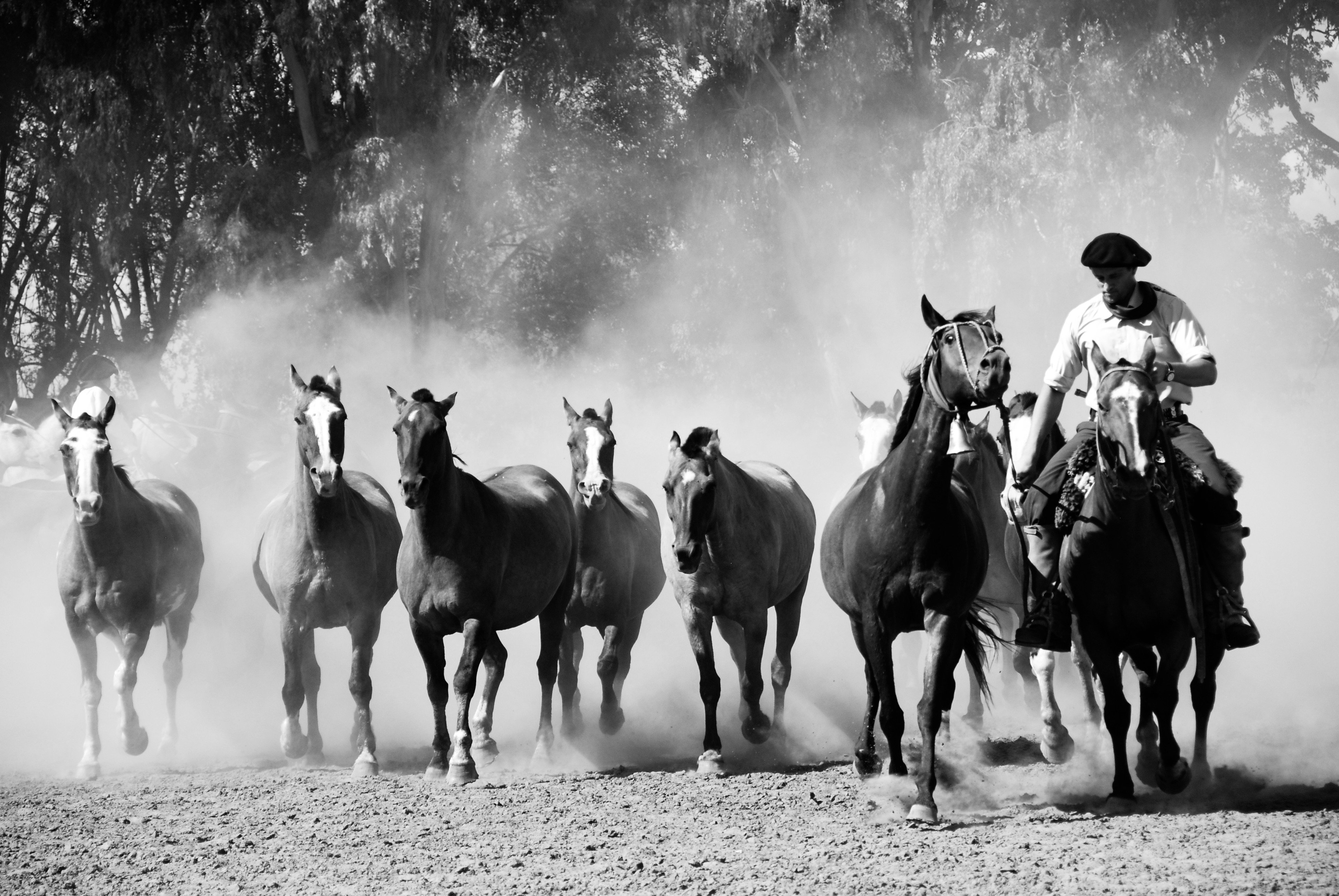 black and white, animals, gaucho, people, Argentina, action, light, shadow, travel, horses, dusty, , Svetlana Povarova Ree