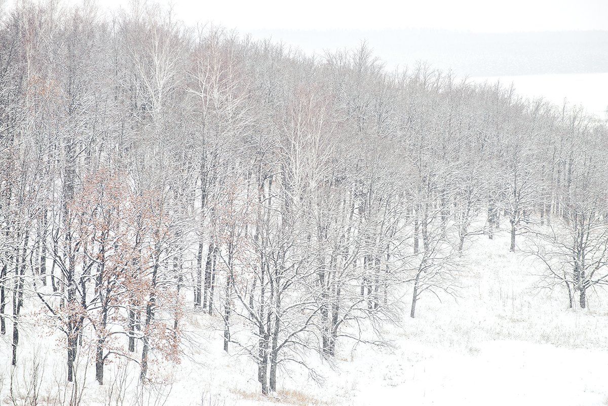 зима, снег, лес, Владислав Никишин