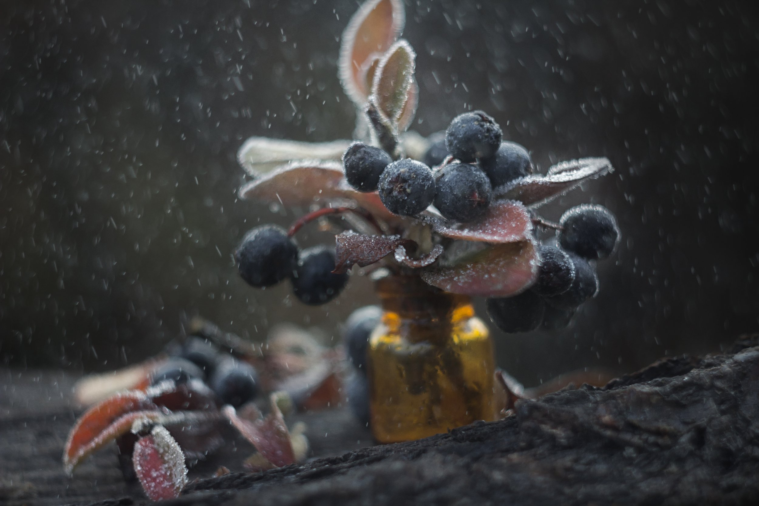 изморозь,ягоды, макро, веточки, снег, дождь, баночка, Лионелла Зимина