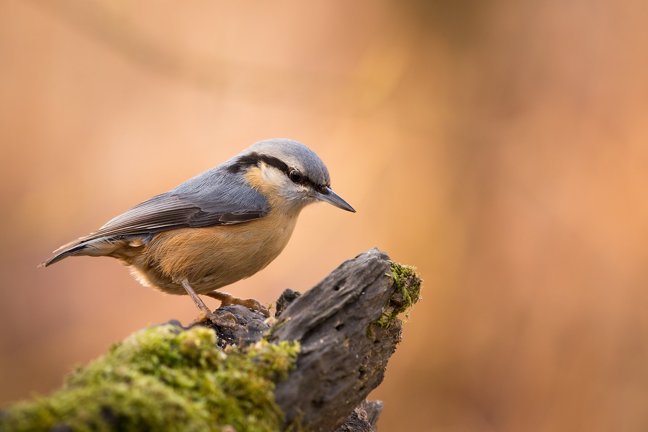 , Robert Adamec