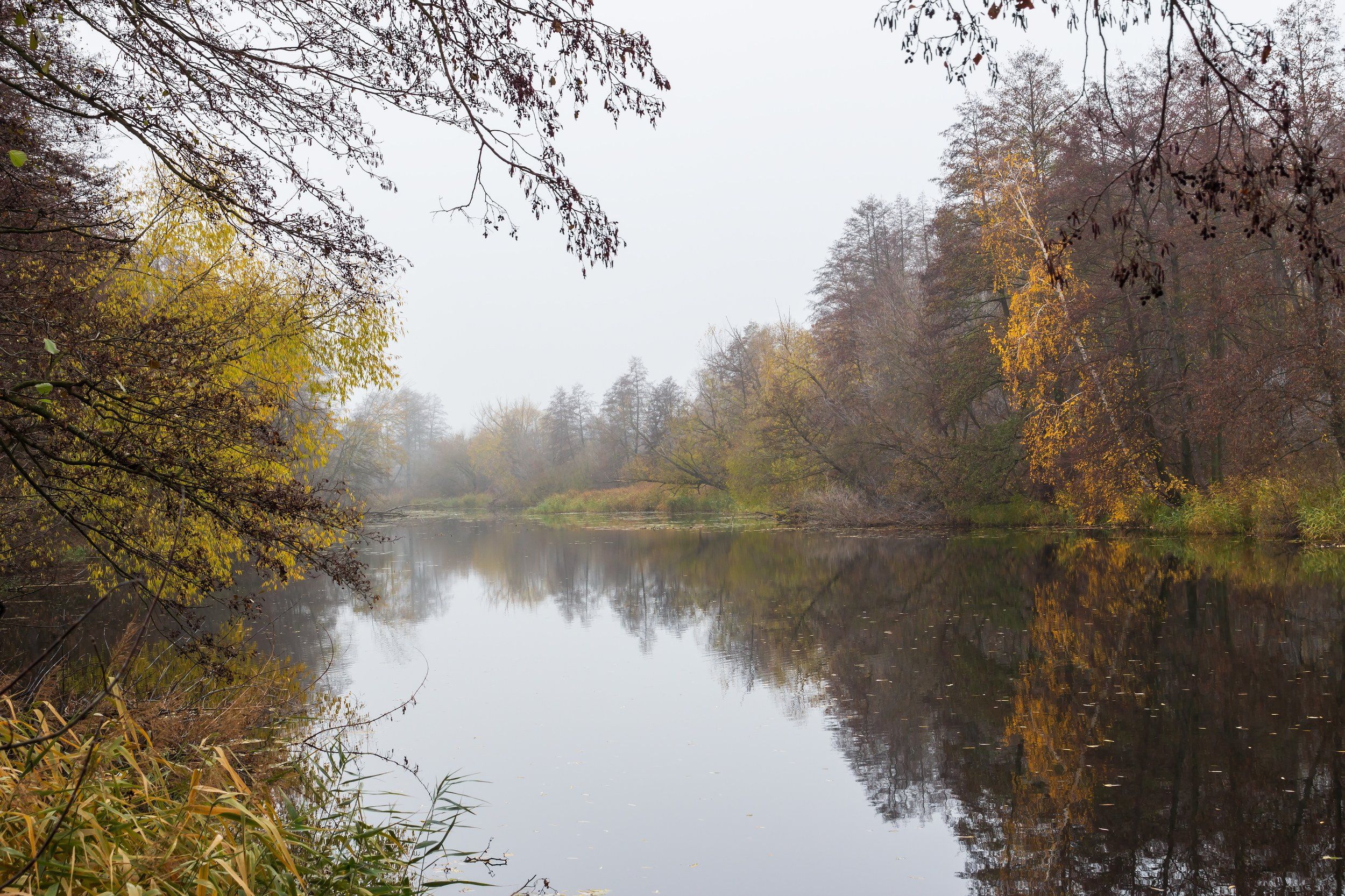 туман, река, природа, осень, озеро, ноябрь, лес, вода, усмань, Руслан Востриков