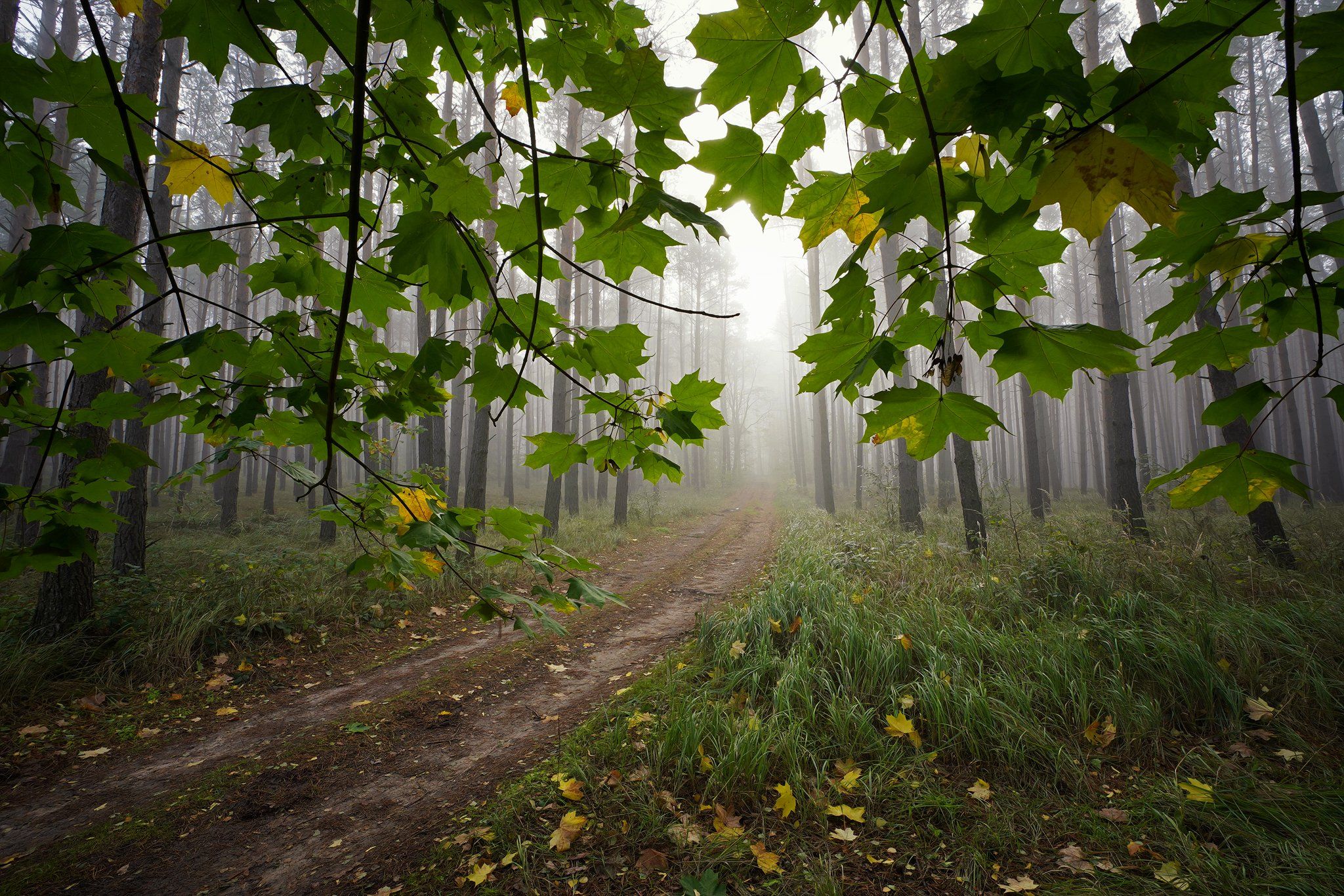 под кленом path road magic mist foggy morning trees forest wood nature naturallight tree green autumn las, Radoslaw Dranikowski