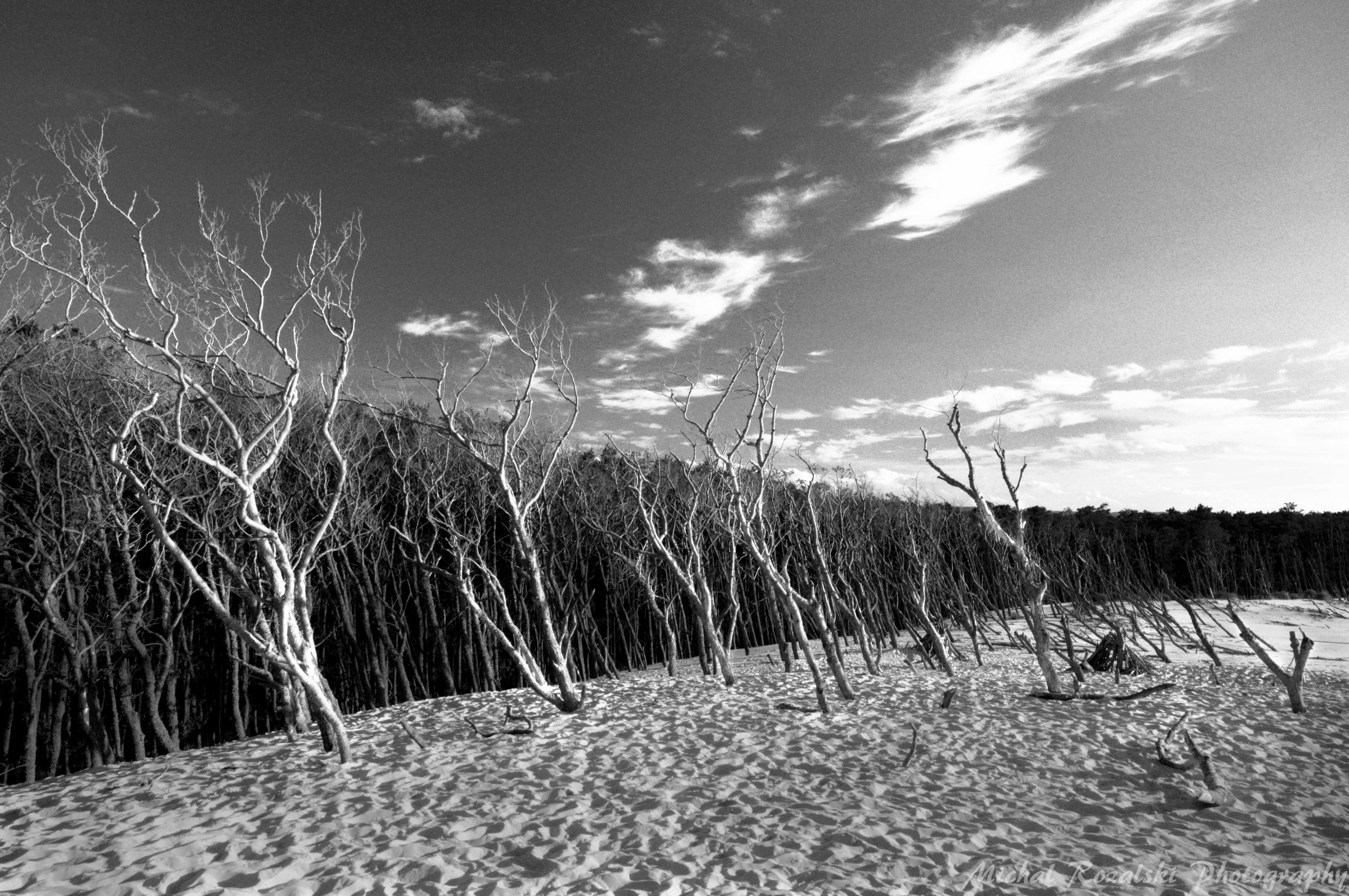 trees, ,forest, ,dunes, ,beach, ,sky, ,nature, ,blackandwhite, ,light, ,summer, ,season, ,, Michal Rozalski