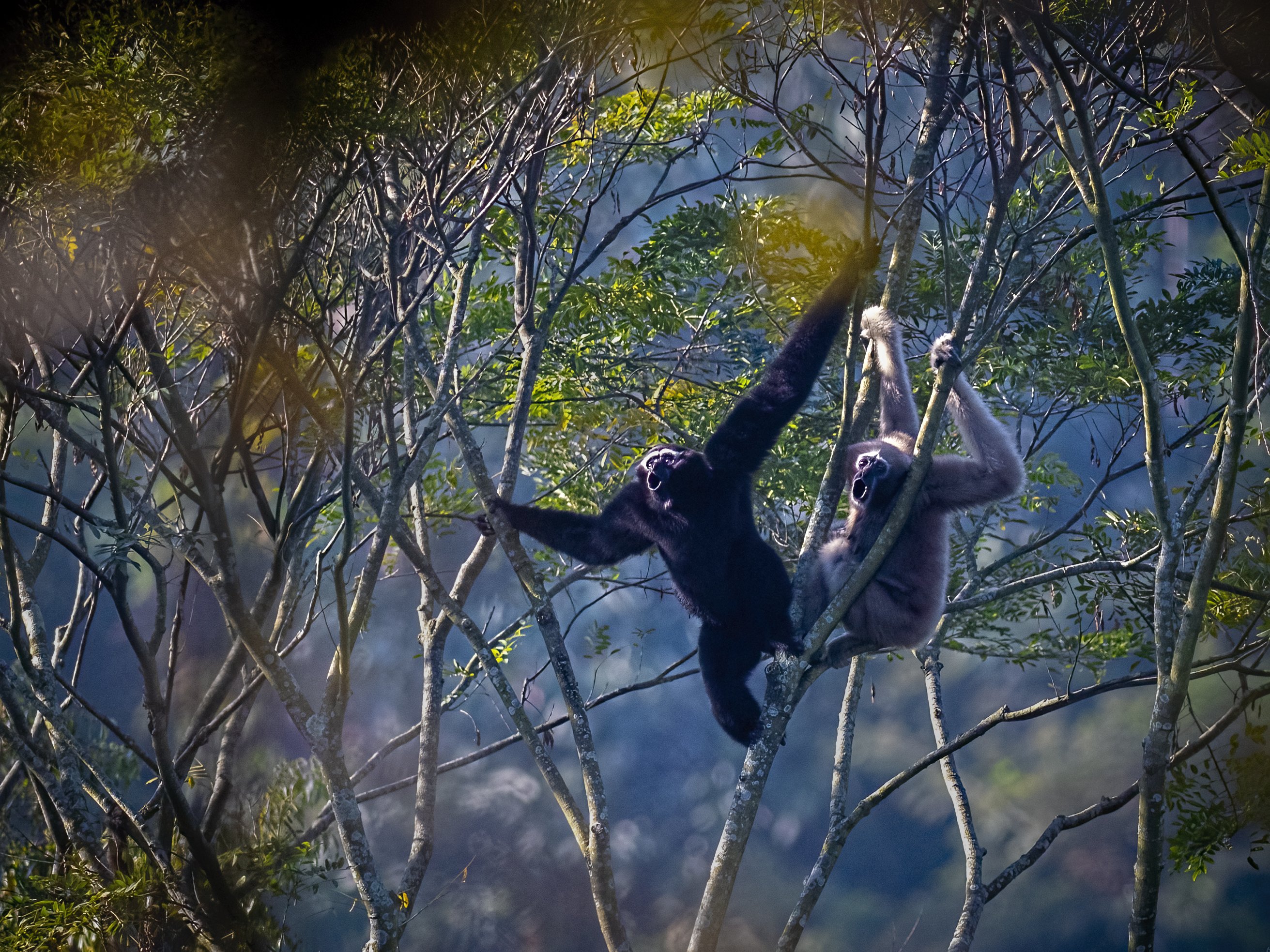 Western Hoolock Gibbon, The Gibbon Song, baramura, tripura, apes, Arpan Saha