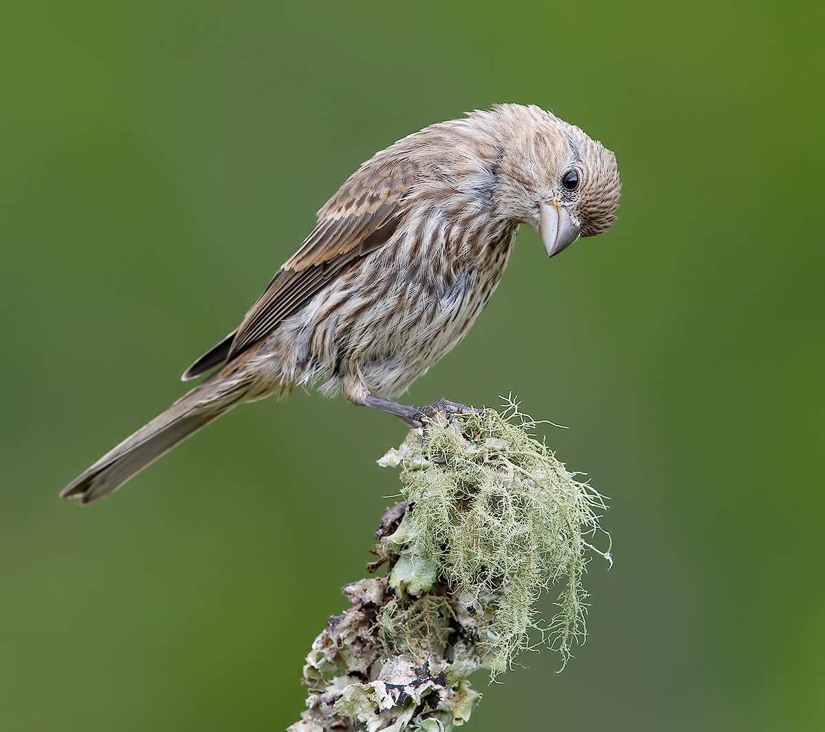 мексиканская чечевица, house finch,  finch, чечевица, Elizabeth Etkind