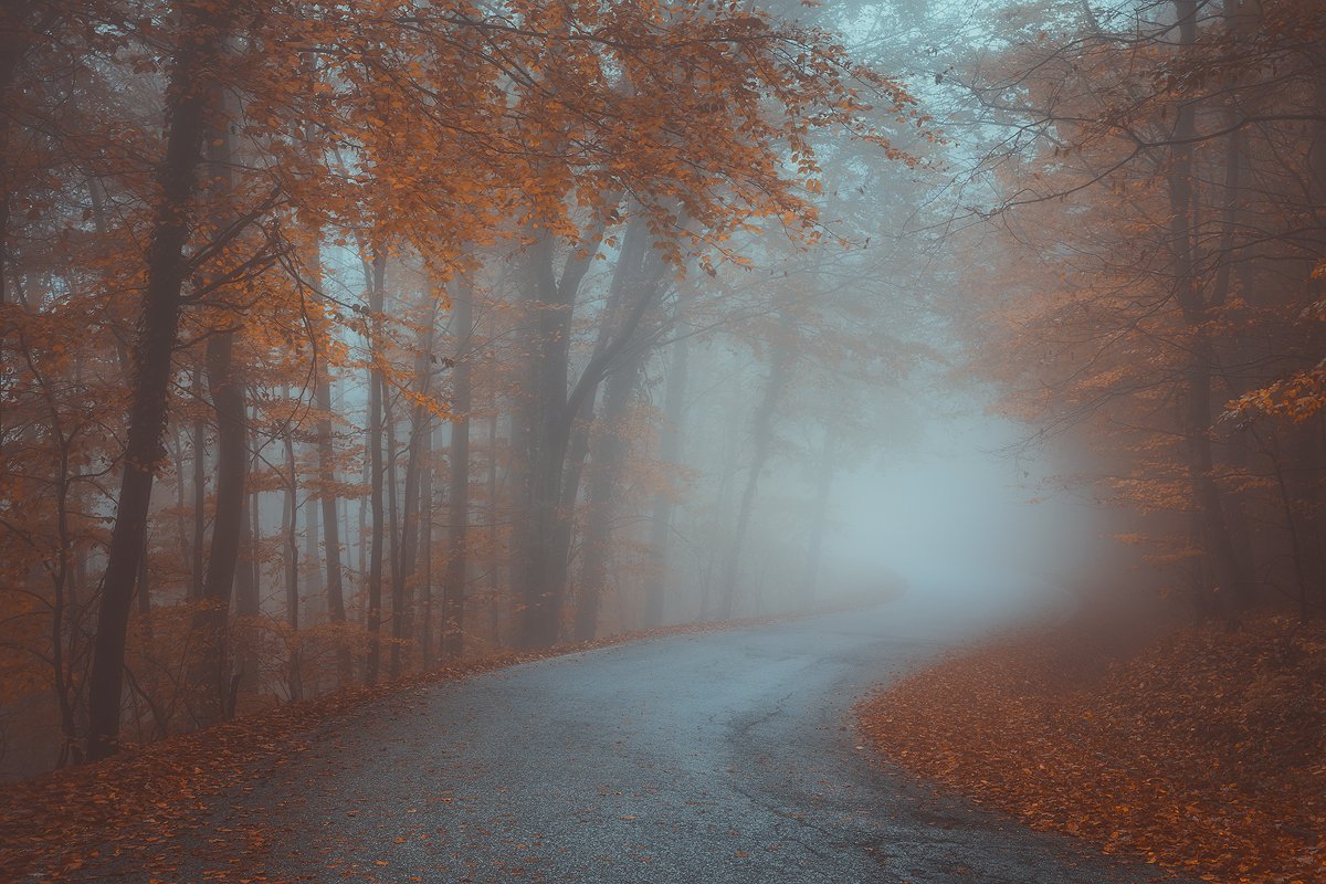 medvednica, croatia, zagreb, landscape, forest, fog, mist, autumn, tree, road , Roberto Pavic