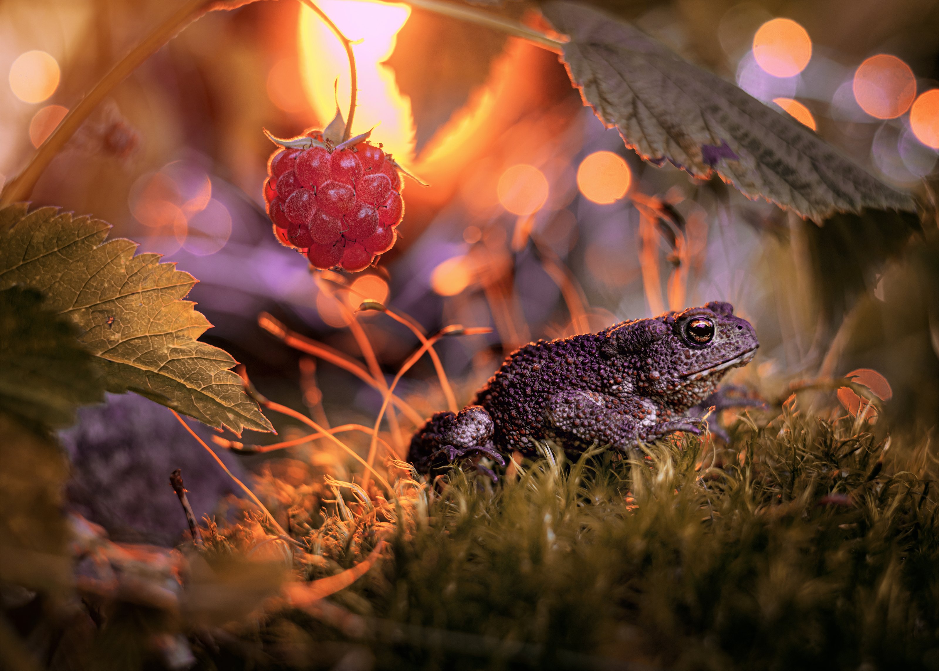 жаба закат малина лес ягоды красота боке макро, Анастасия Третьякова