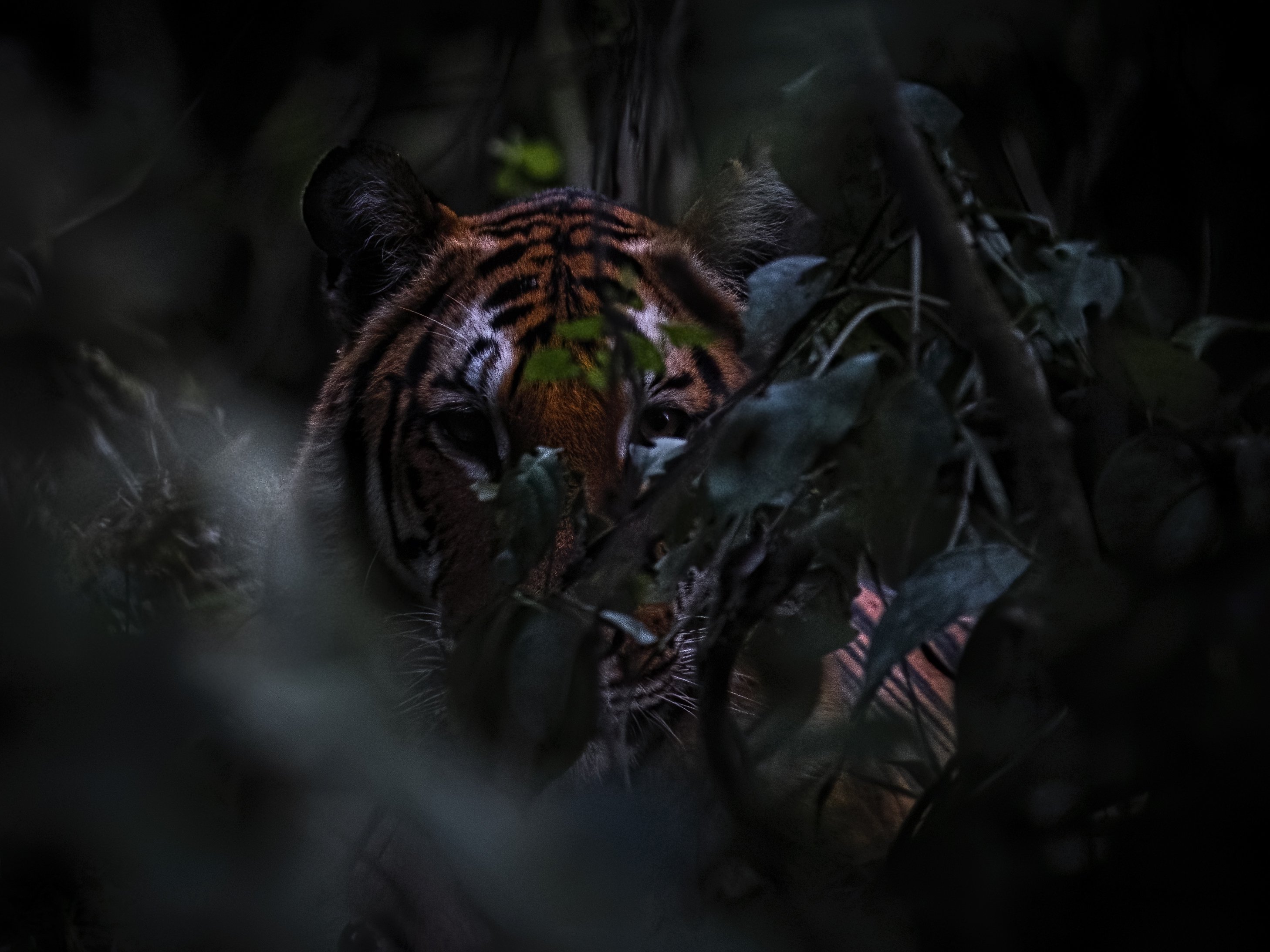 Bengal Tiger, kaziranga, hiding, Arpan Saha