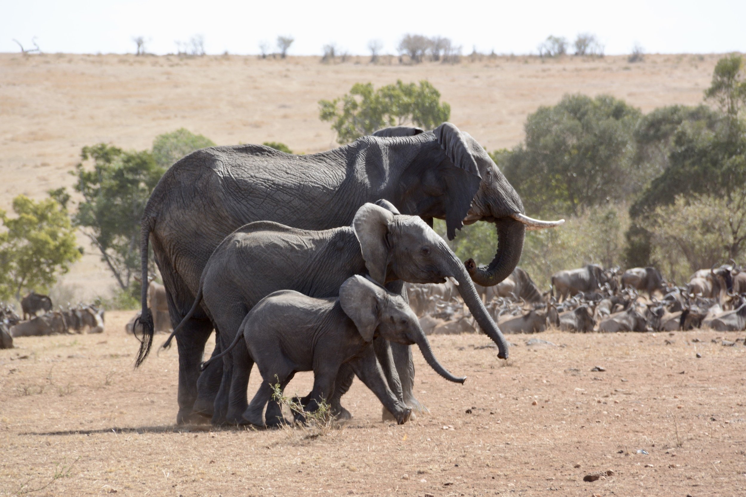 animals, wildlife, Africa, Masai Mara, Kenya, elephant, family, travel, nature, landscape, action, животные слоны Африка Кения , Svetlana Povarova Ree