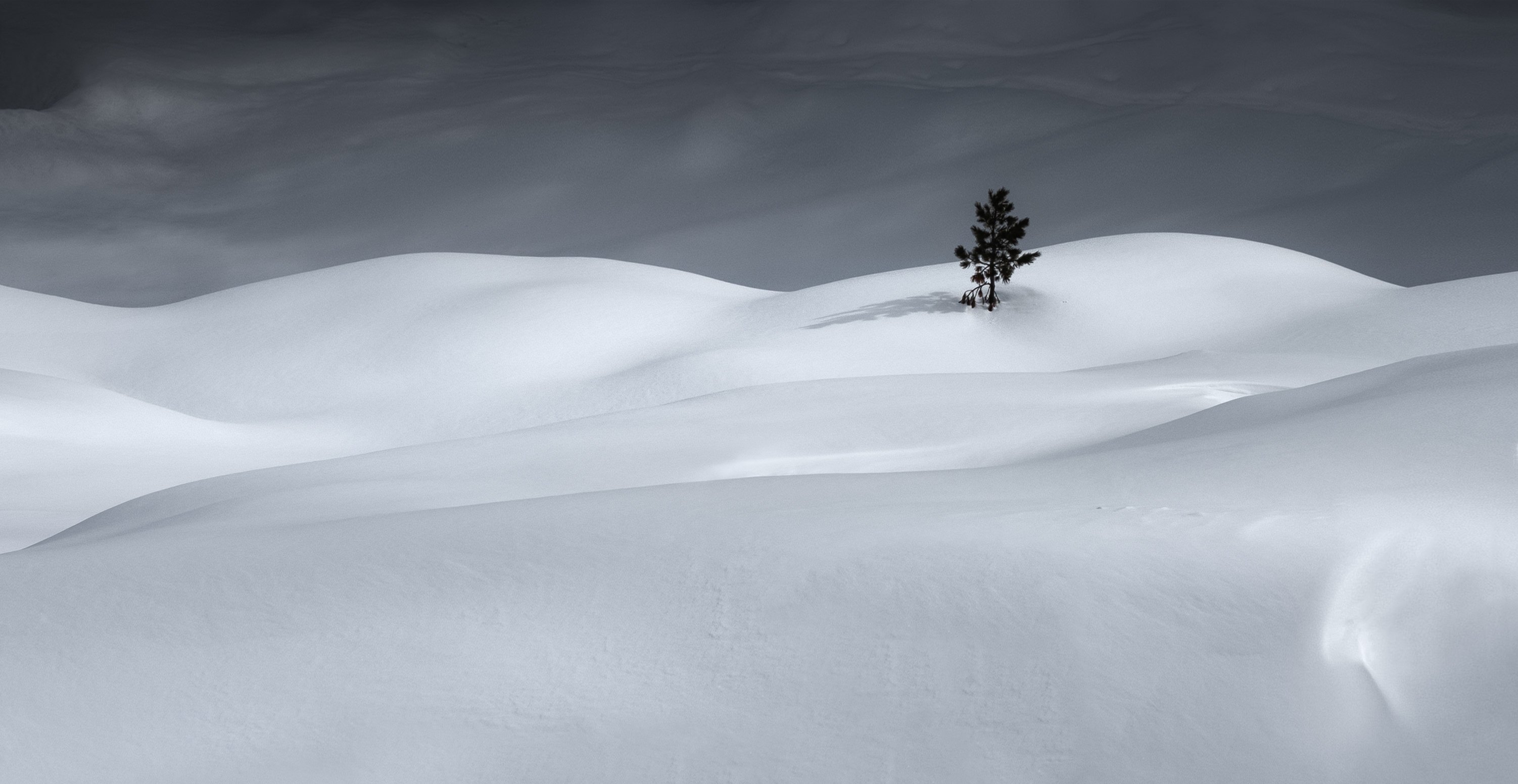 winter snow landscape minimalism alone tree blackandwhite bw, Vjacheslav Simanovich