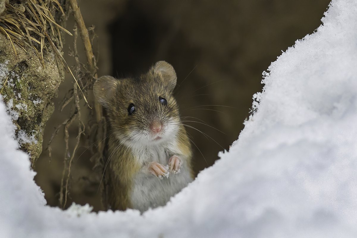 мышь, лес, снег, декабрь, Наталия Сытина