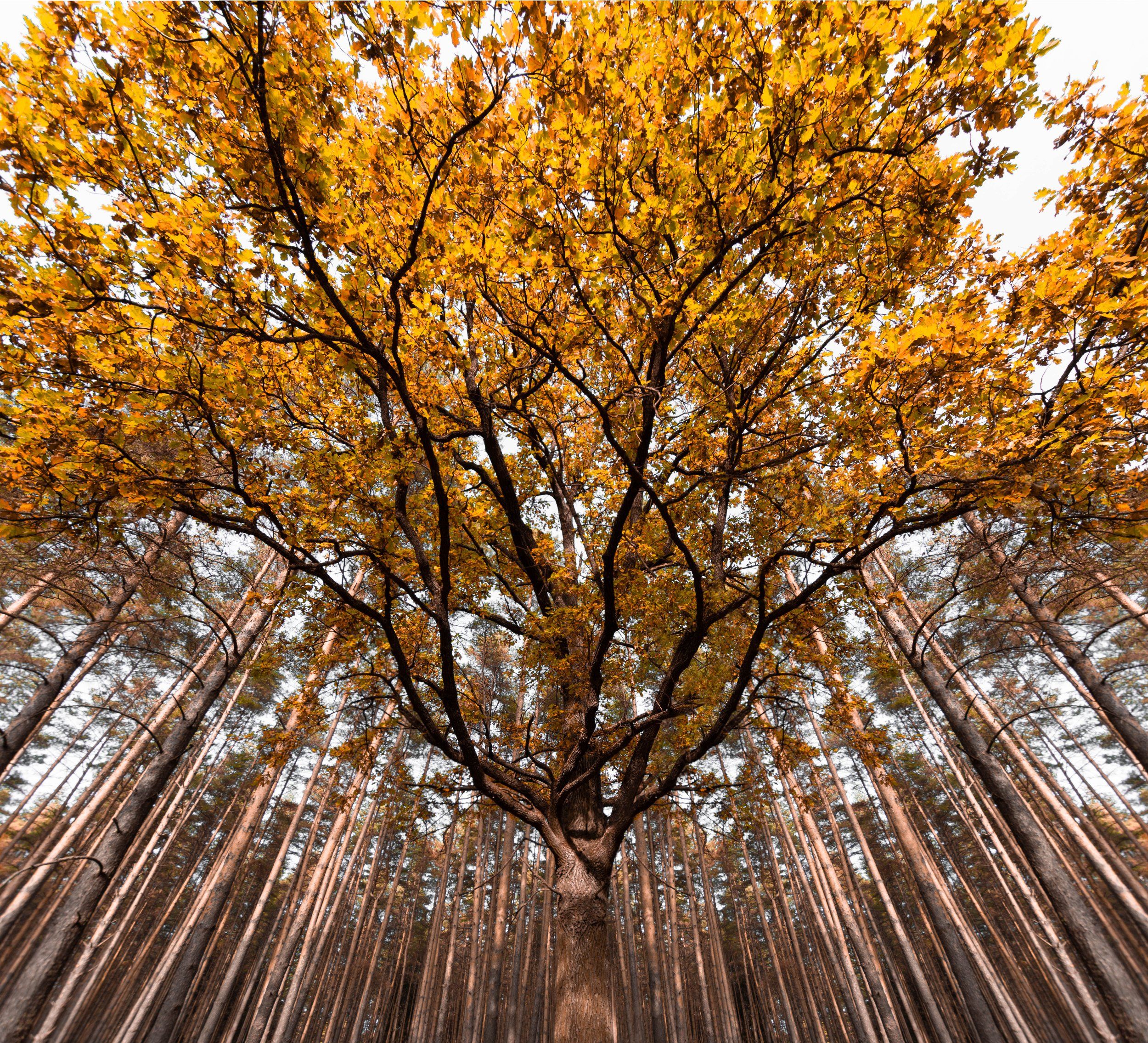 gold, fall, autumn, yellow, wood, forest, nature, Strunino, Russia, Сергей Гладков