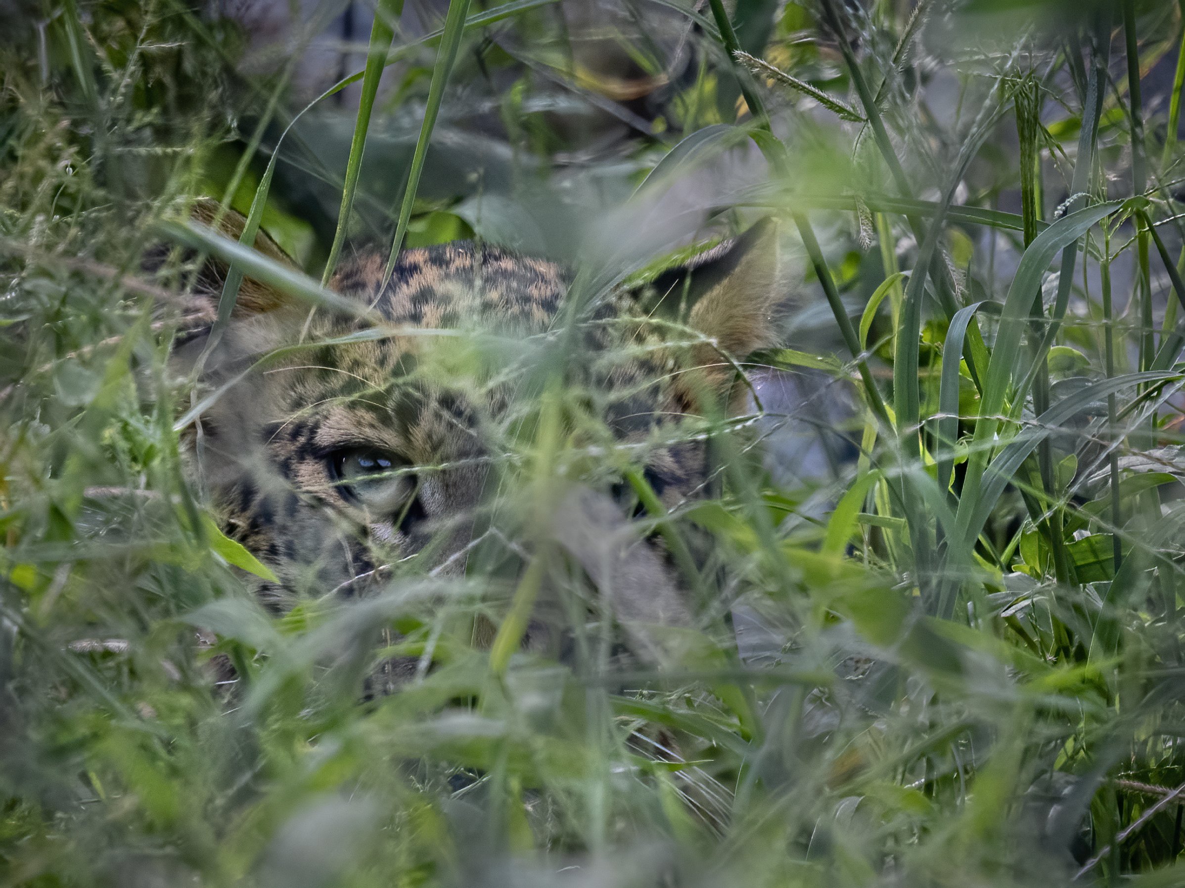 Indian Leopard, hiding, Jhalana, Arpan Saha