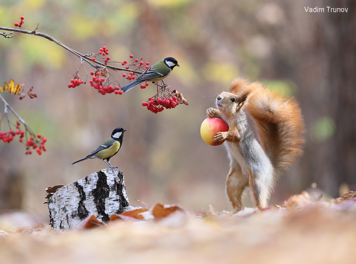белка, squirrel, птица, яблоко, рябина, Вадим Трунов