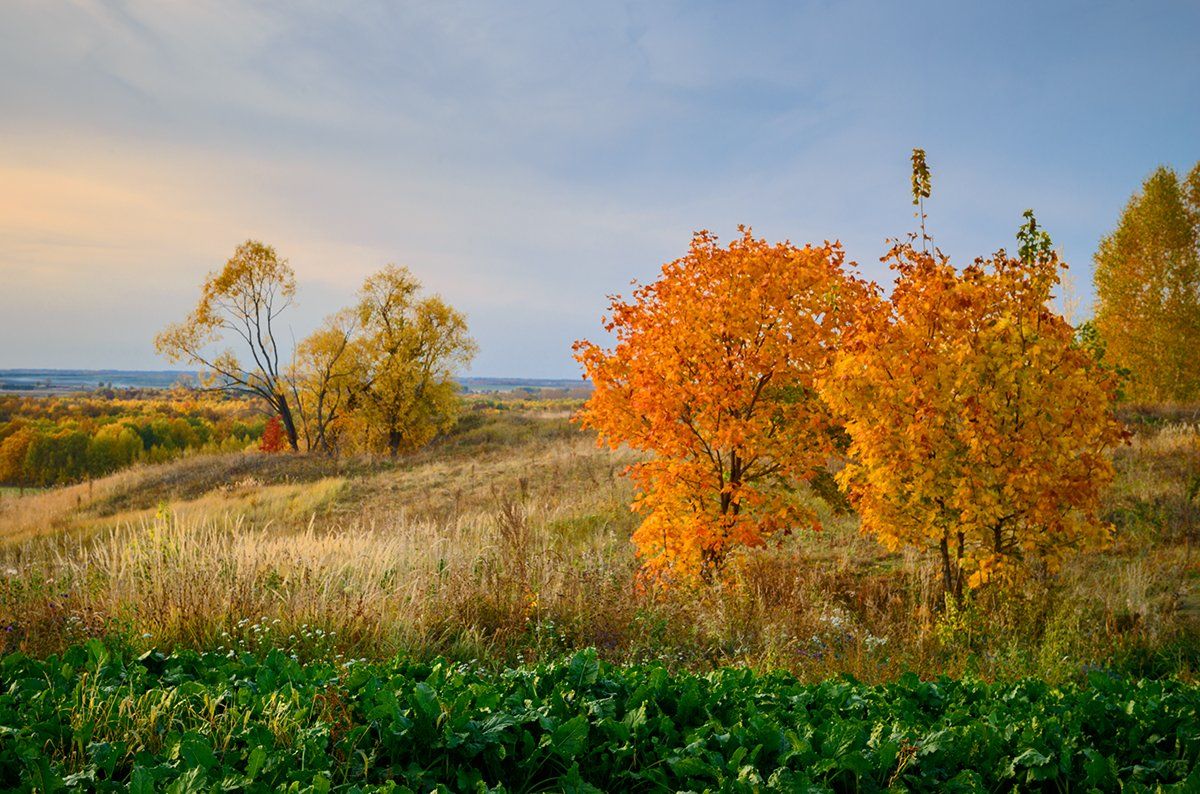 Осень, лес, Владислав Никишин