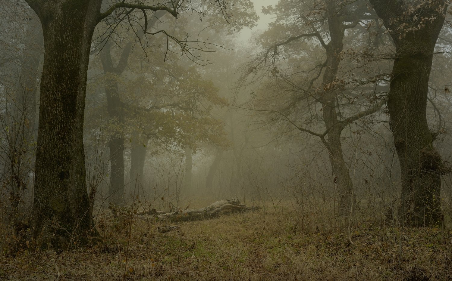 зима туман лес утро дуб ставрополь, Александр Жарников