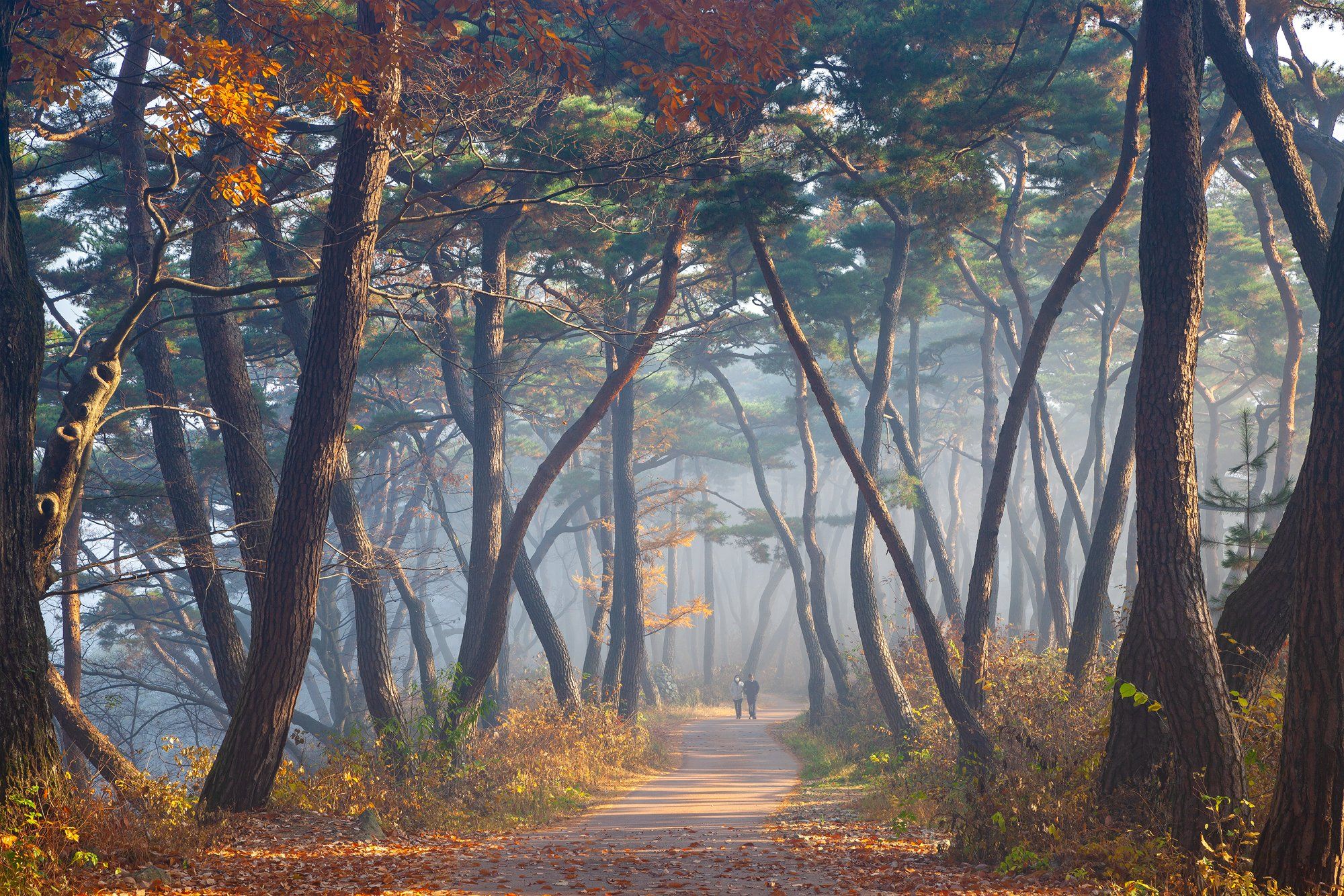 forest, autumn, place, korea, trees, pine, Jaeyoun Ryu