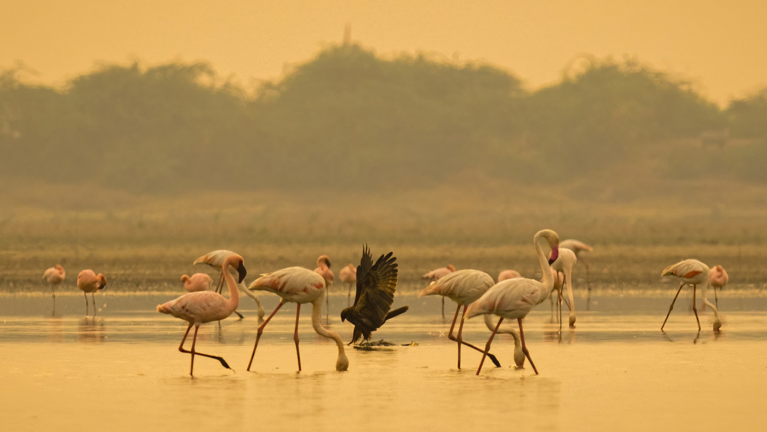 Lesser Flamingo, Greater Flamingo, Western Marsh Harrier, sunset, LRK, Gujrat, Arpan Saha
