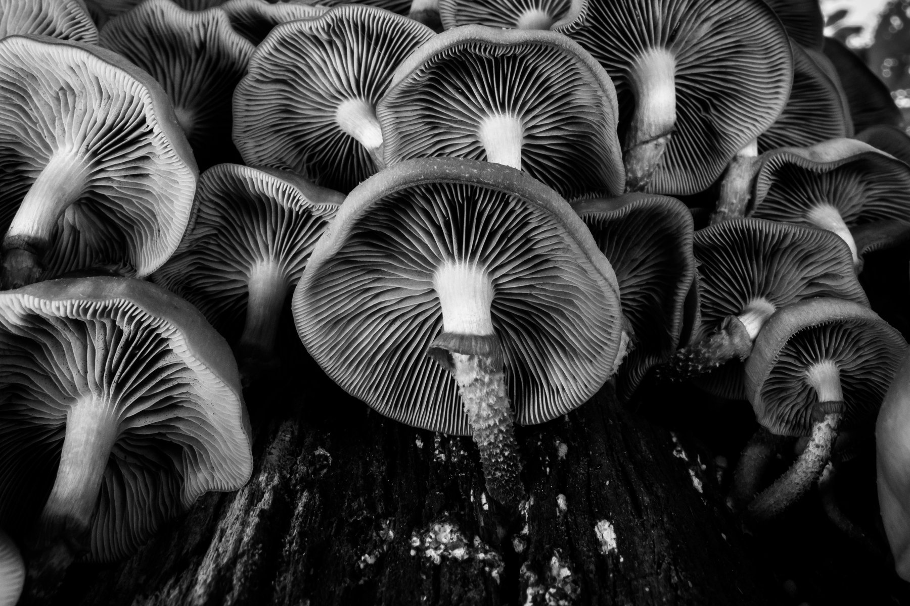 грибы, грибы снизу, чб, пластинчатые грибы, пластинки, летний опёнок,Kuehneromyces mutabilis, Ксения Соварцева