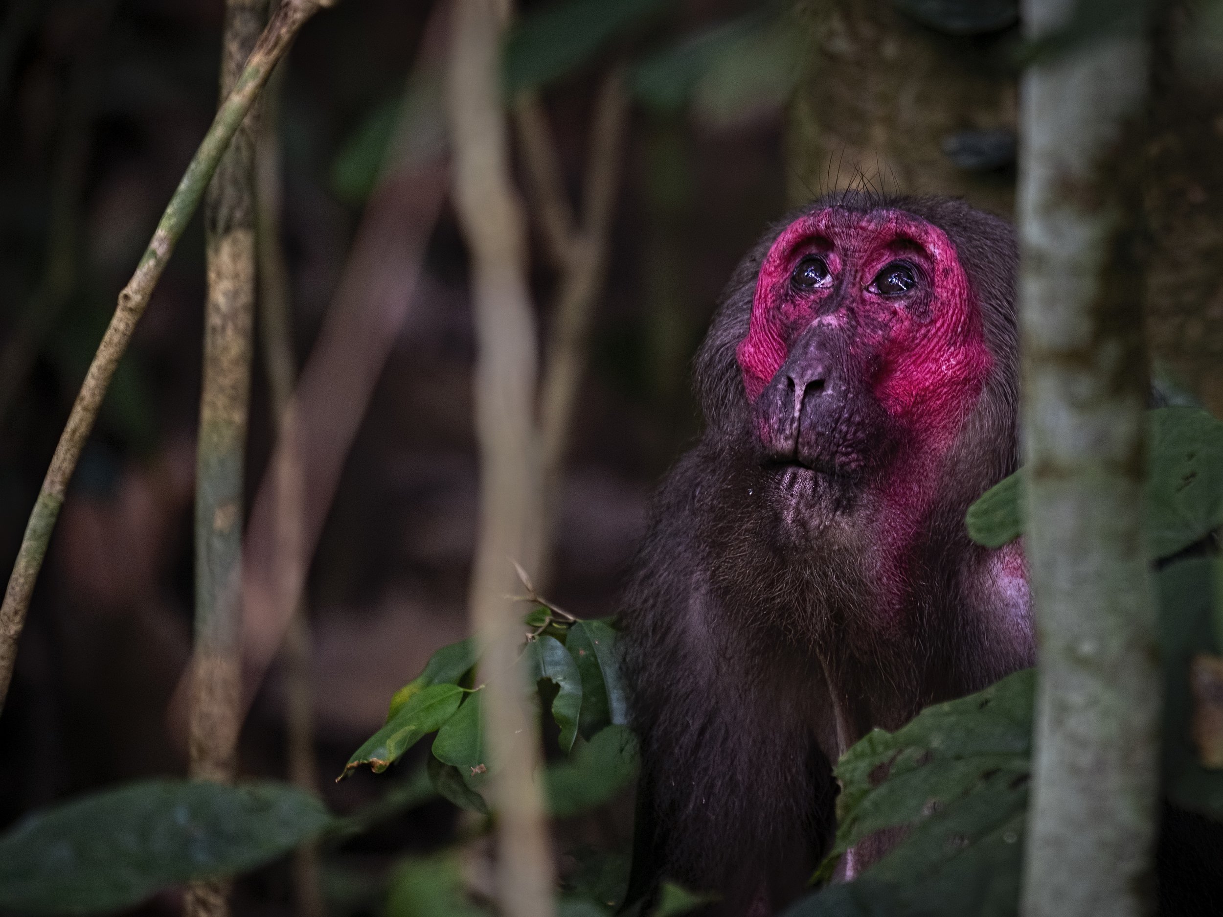 Stump-tailed Macaque, monkey, Hoollongapar Gibbon Sanctuary, Arpan Saha