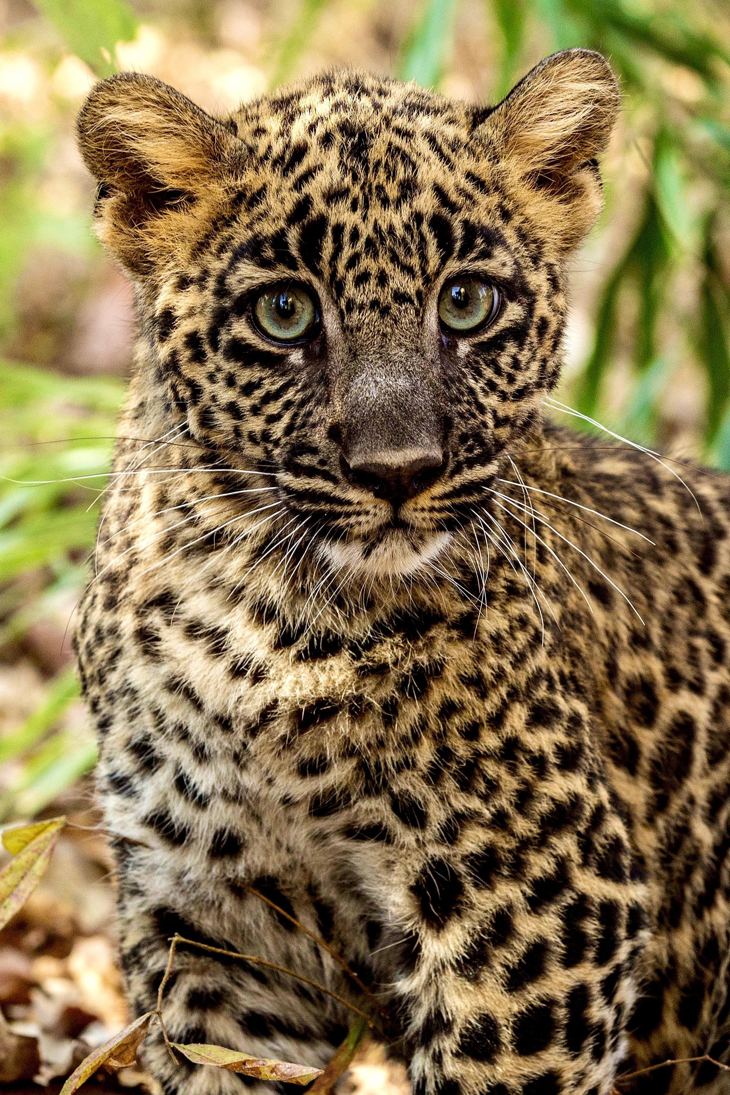 #leopard #wild #cub #baby #wildlife #nature, Dhananjay Jadhav