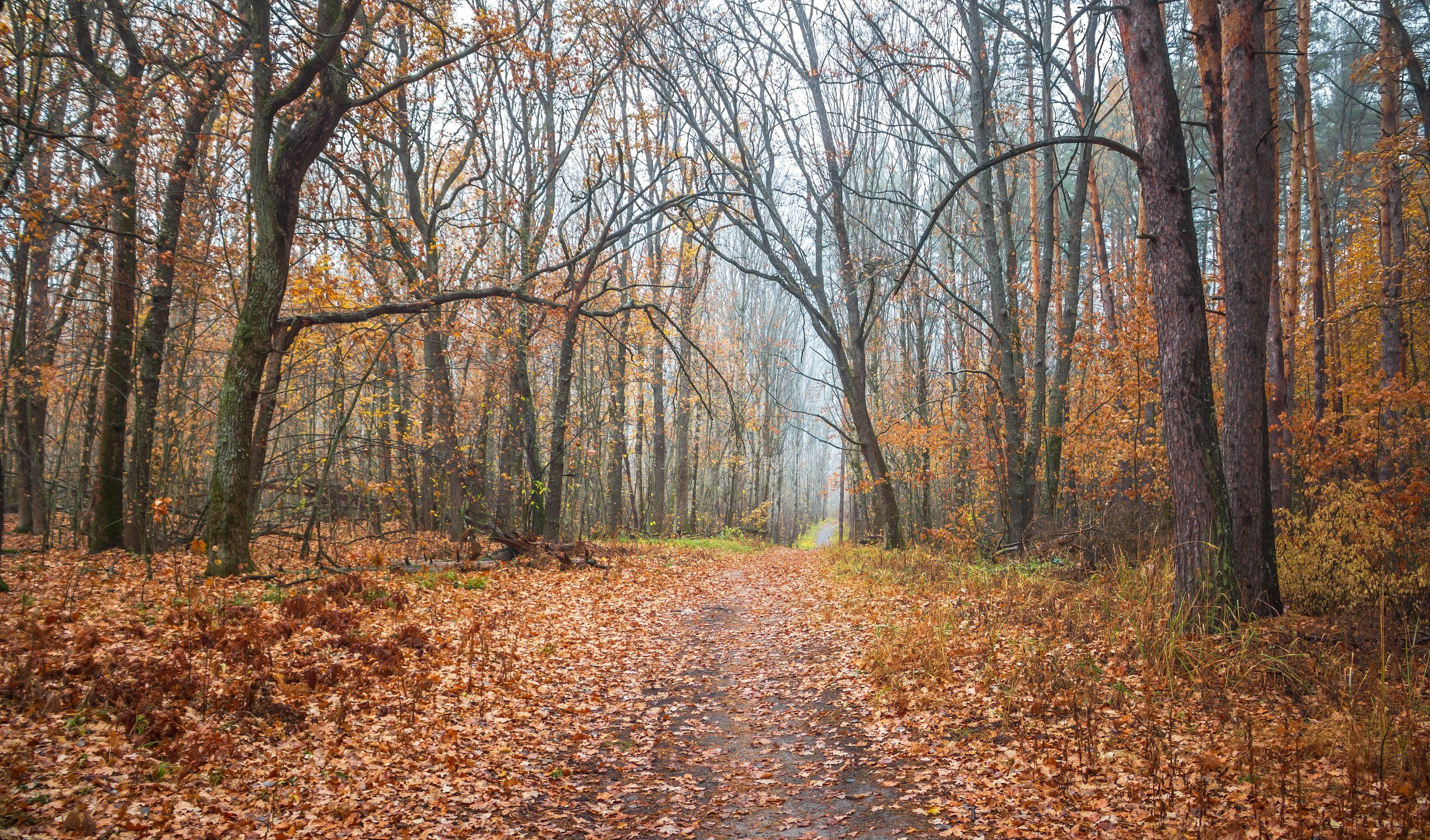 природа, осень, октябрь, лес, туман, Руслан Востриков