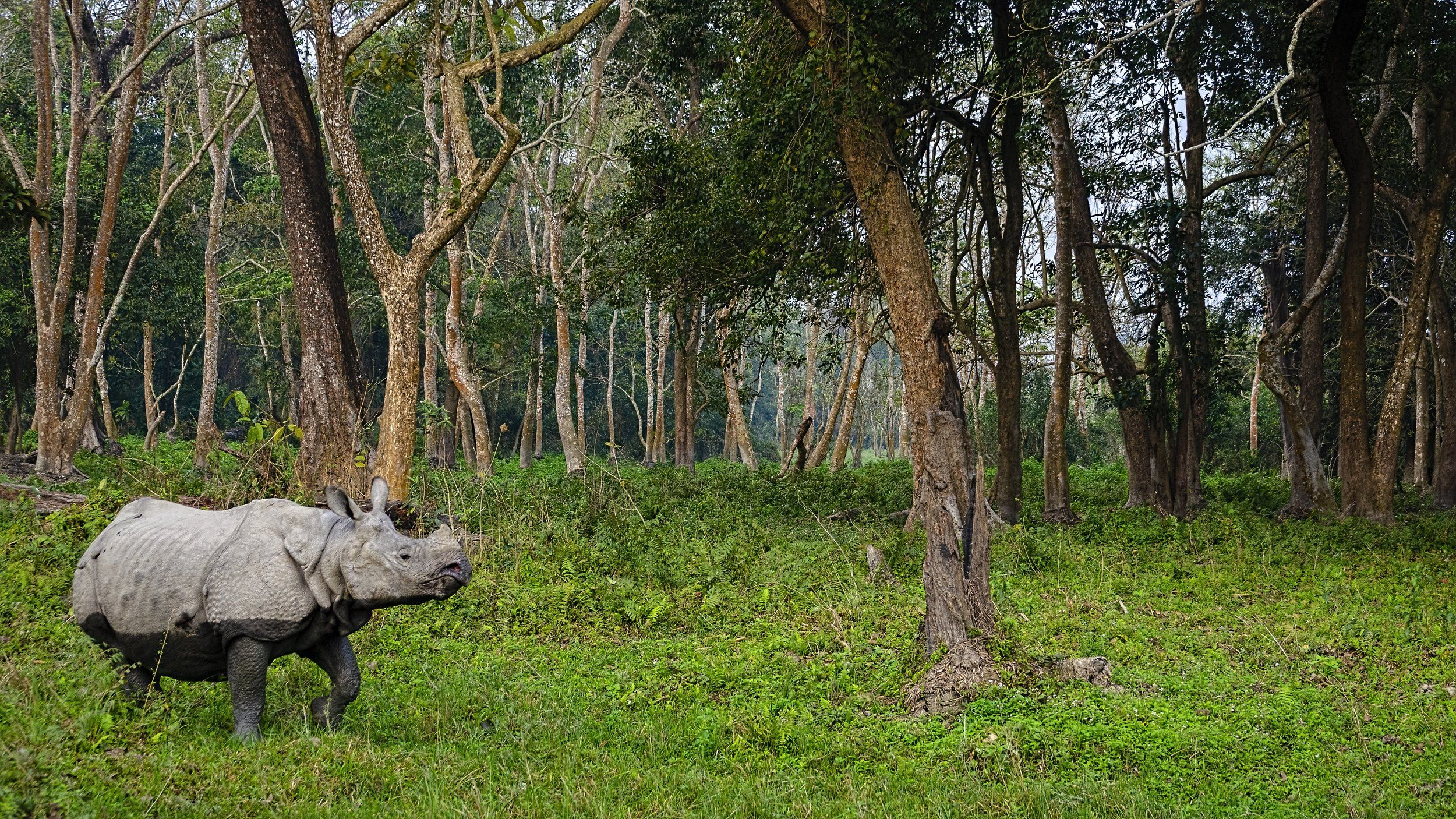 Indian Rhinoceros, Kaziranga, habitat, Arpan Saha