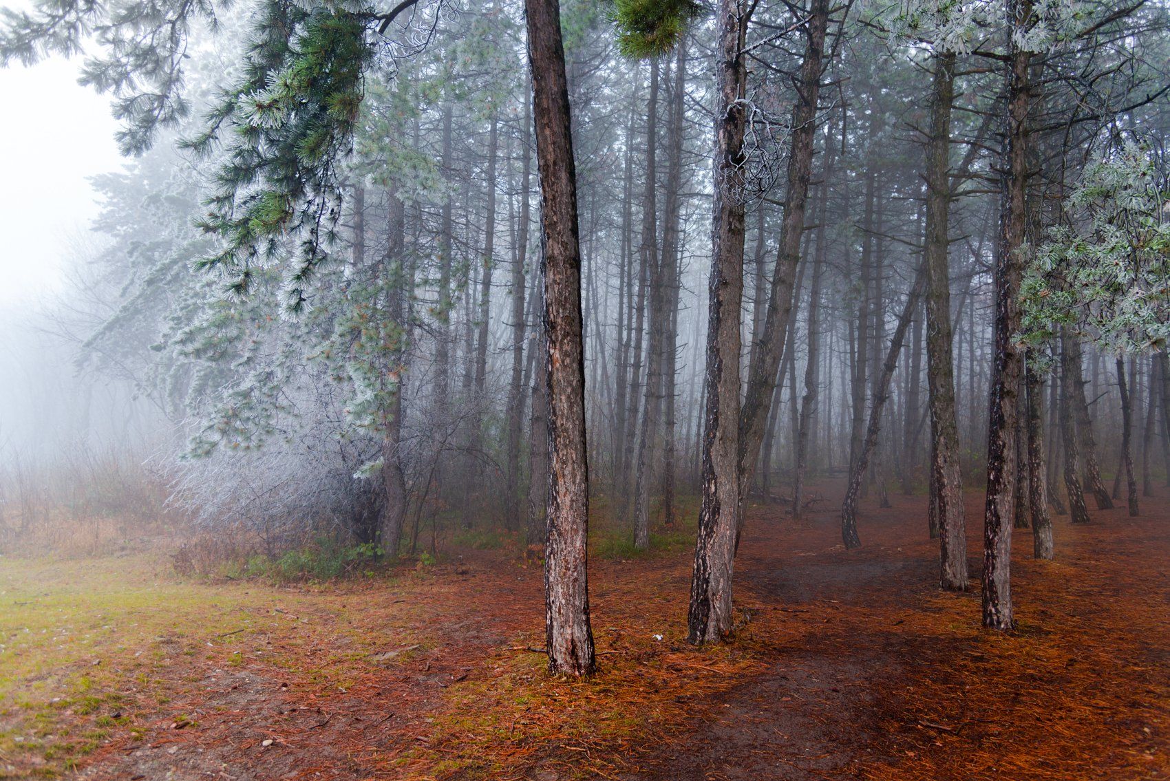 лес,туман,зима,природа,пейзаж, Елена Брежицкая
