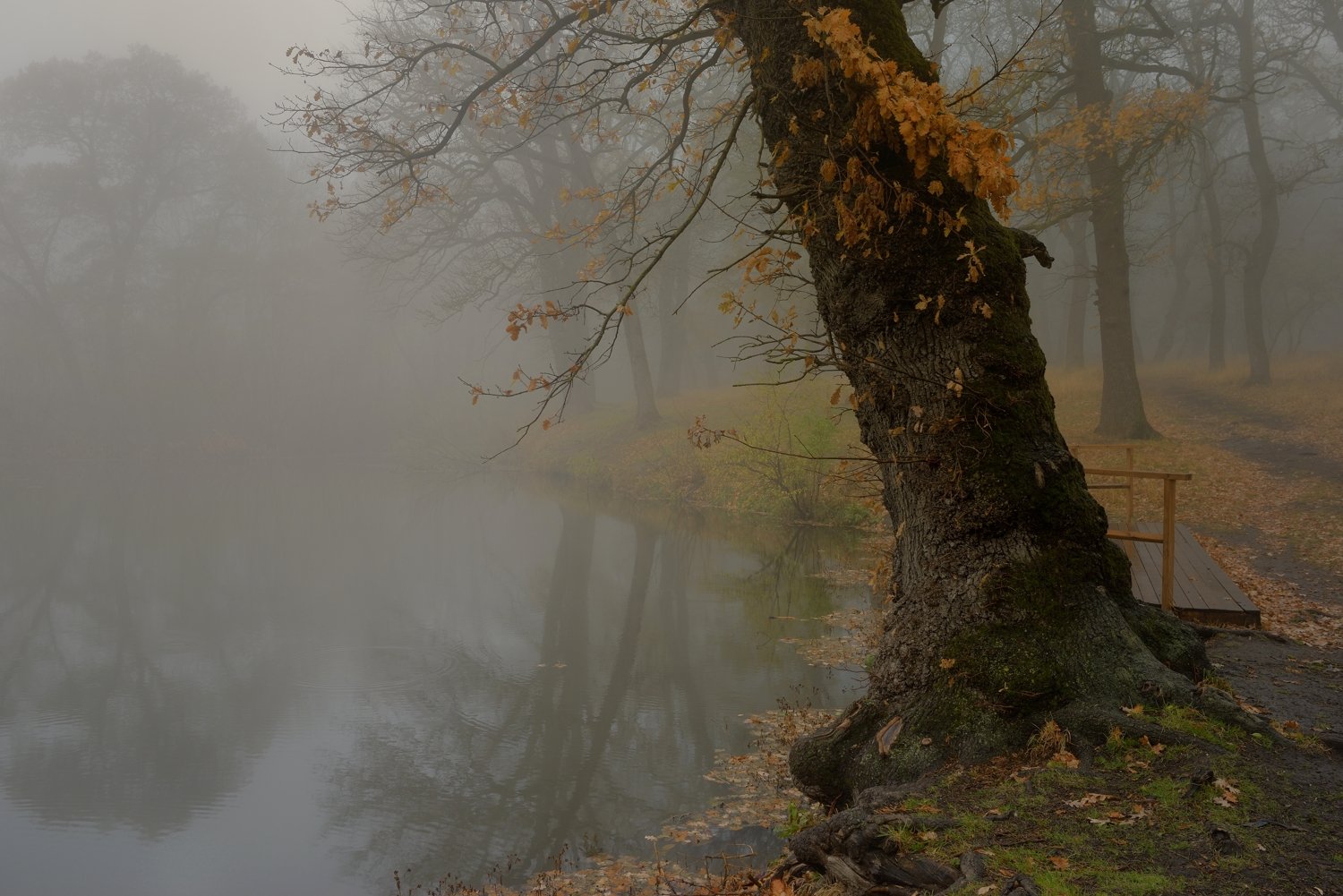 осень листва утро лес туман пруд дуб, Александр Жарников