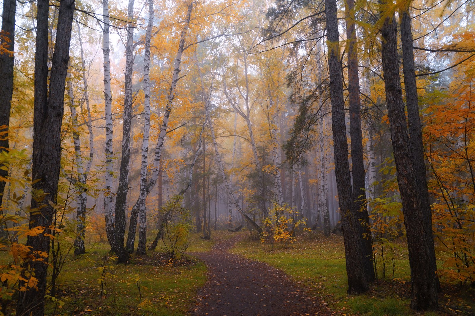 туман,пейзаж,лес,тропинка,осень, Инаида