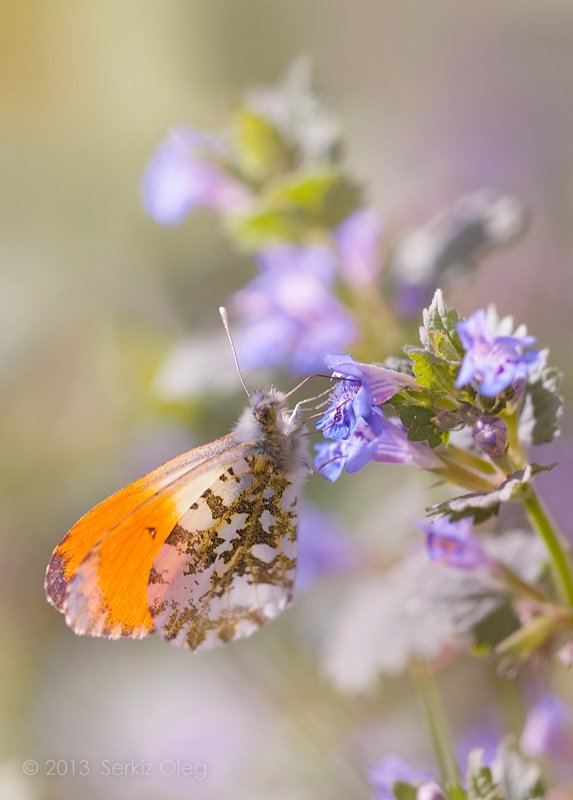 Anthocharis cardamines, Art, Beauty, Butterfly, Macro, Oleg Serkiz, Spring, Олег Cеркиз, Oleg Serkiz