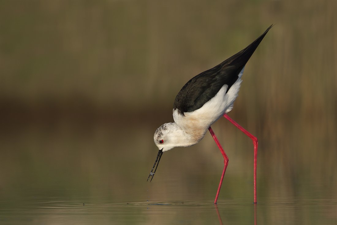 кокилобегач, ходулочник, himantopus, himantopus, black-winged stilt, Евгени Стефанов