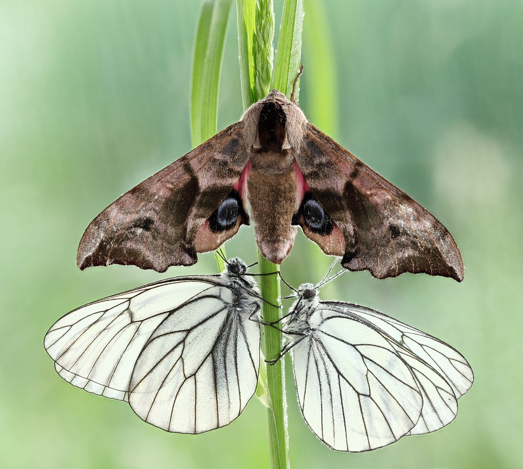 Мотылки. Ночная бабочка. Ночные бабочки в природе. Мотыльки России. Ночная бабочка мотылек.