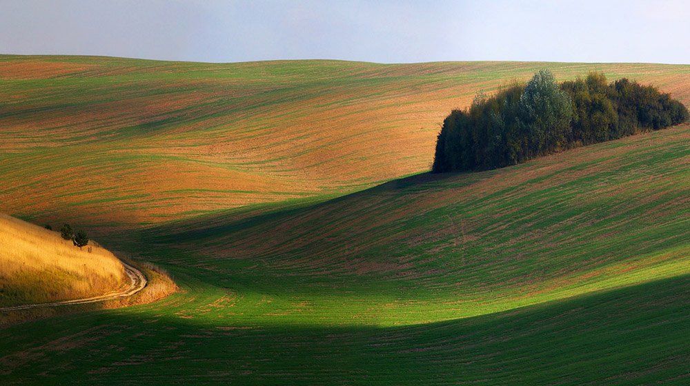 , Тарас