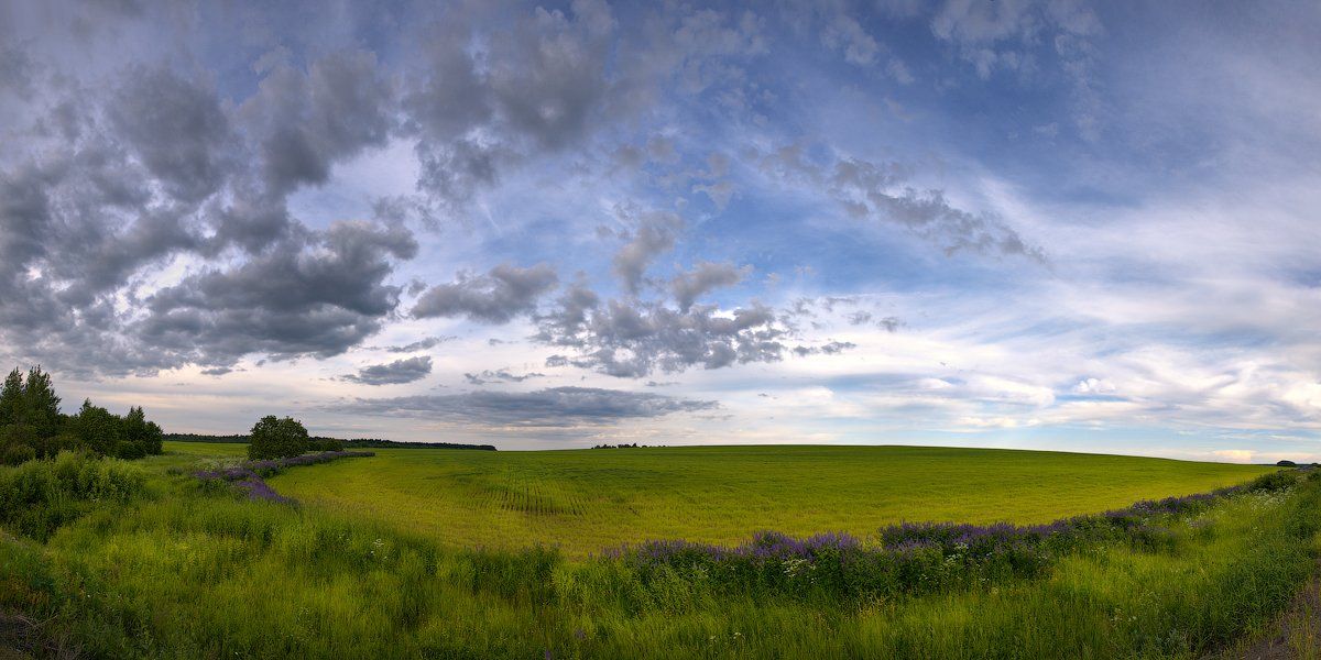 облака, поле, фиолетовые цветы, Марина Никифорова