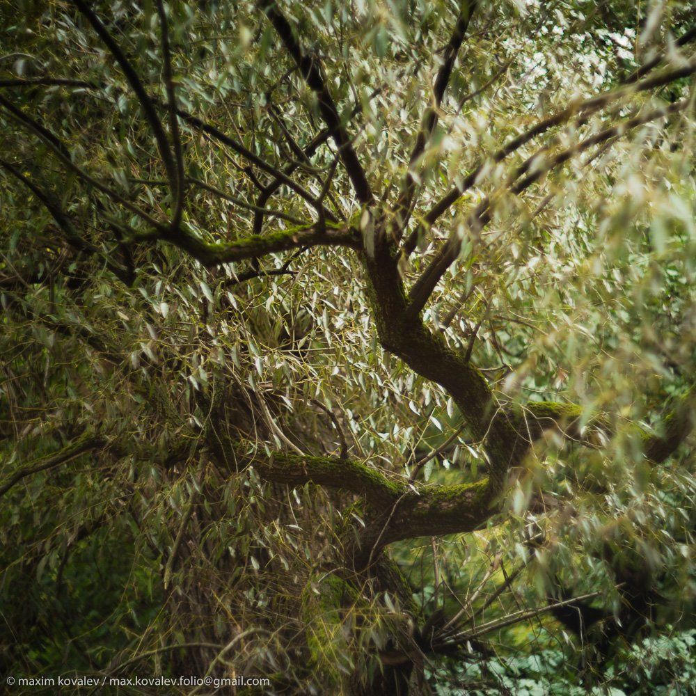 autumn, branch, foliage, forest, leaf, leaves, nature, park, plant, tree, willow, ветка, дерево, ива, лес, лист, листва, листья, осень, парк, природа, растение, Максим Ковалёв