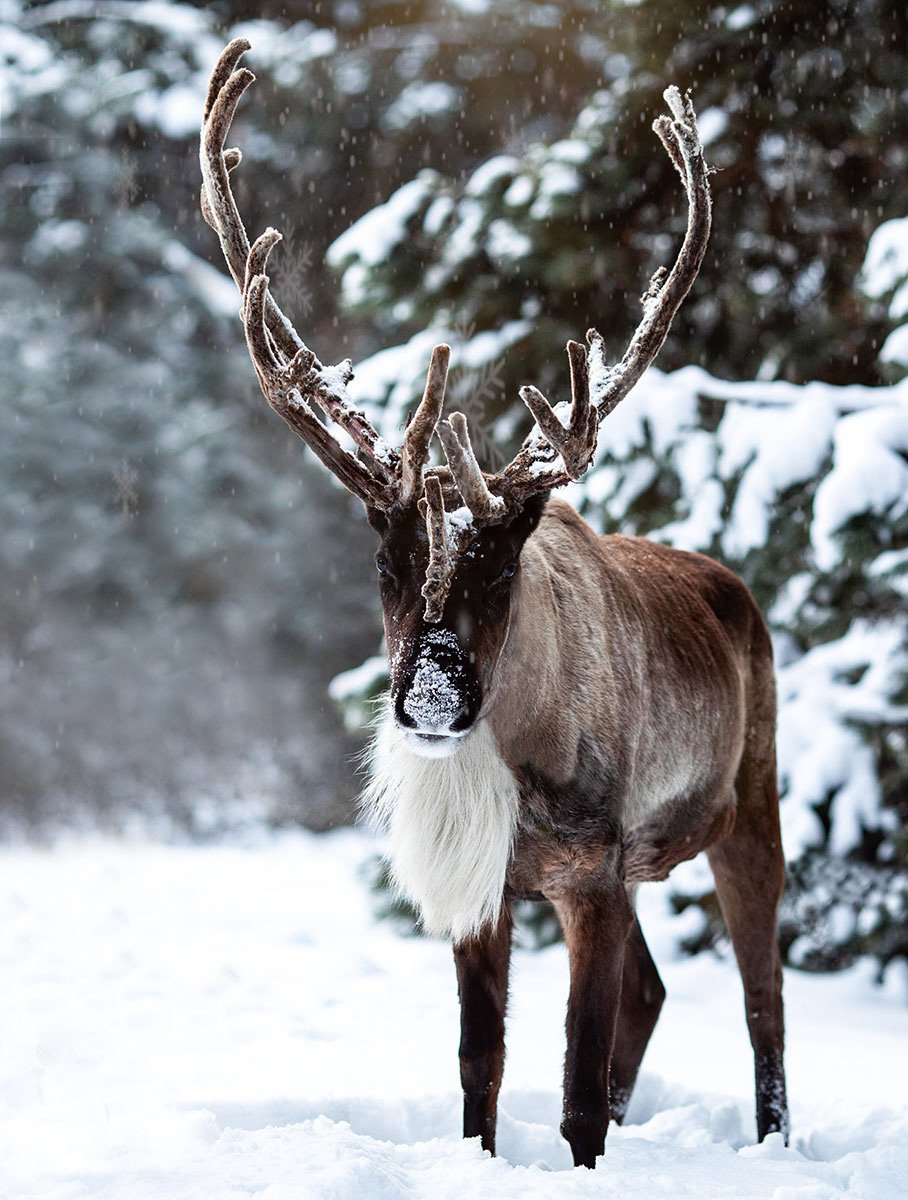 олень, красавец,зима,лес,природа,deer, beautiful, wood, nature, Юлия Стукалова