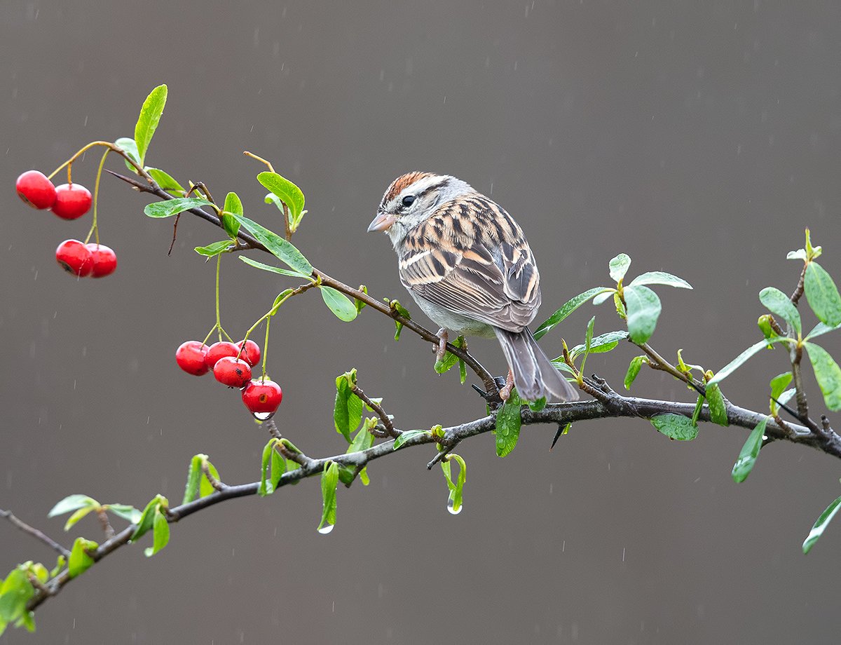 обыкновенная воробьиная овсянка, chipping sparrow, sparrow, овсянка, Elizabeth Etkind