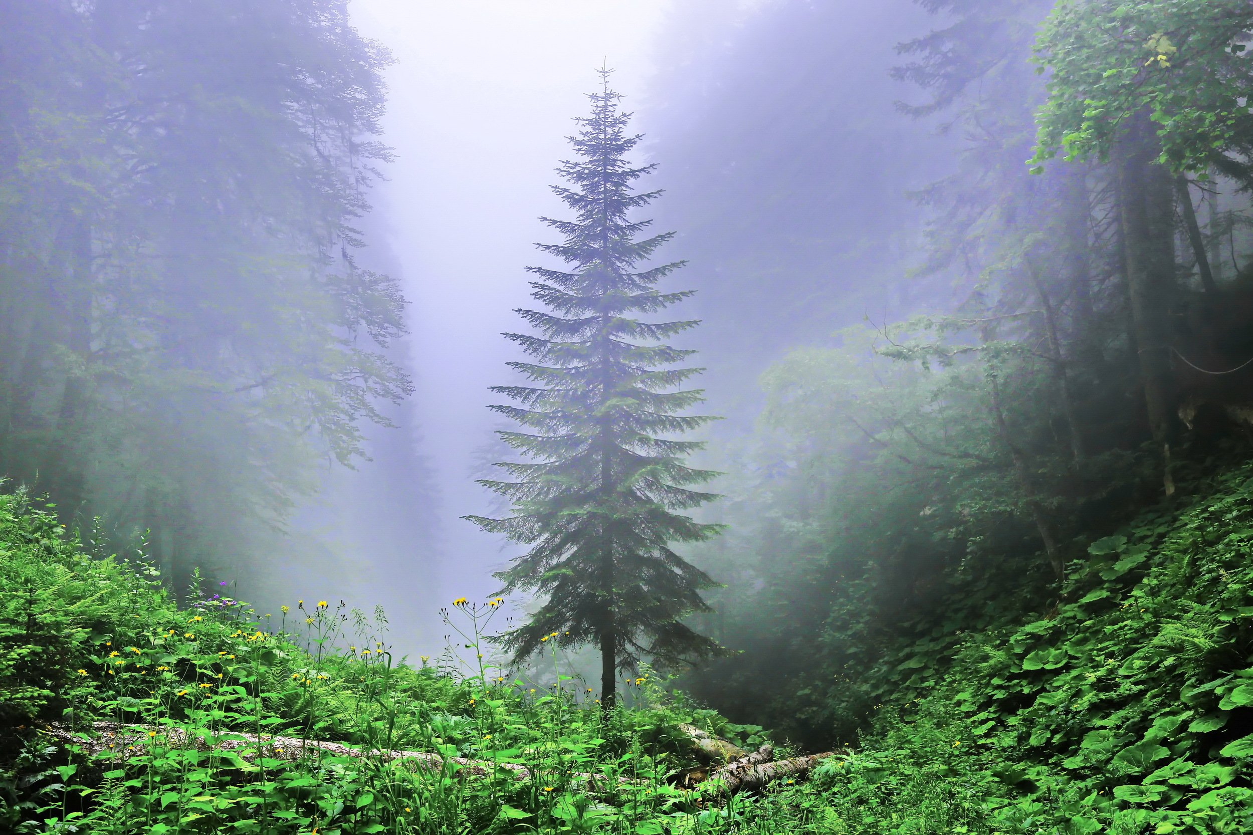 горы туман дерево, Евгений Никишин