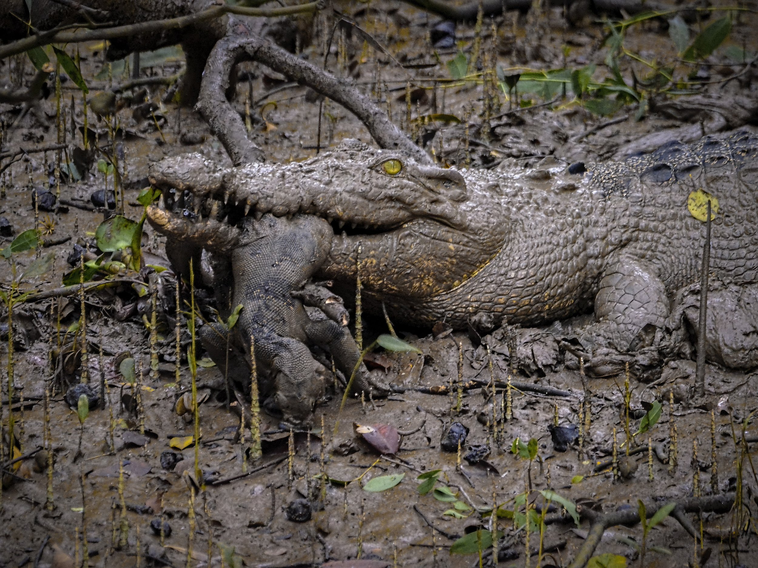 Salt Water Crocodile, Water monitor lizard, Bhitarkanika , Arpan Saha