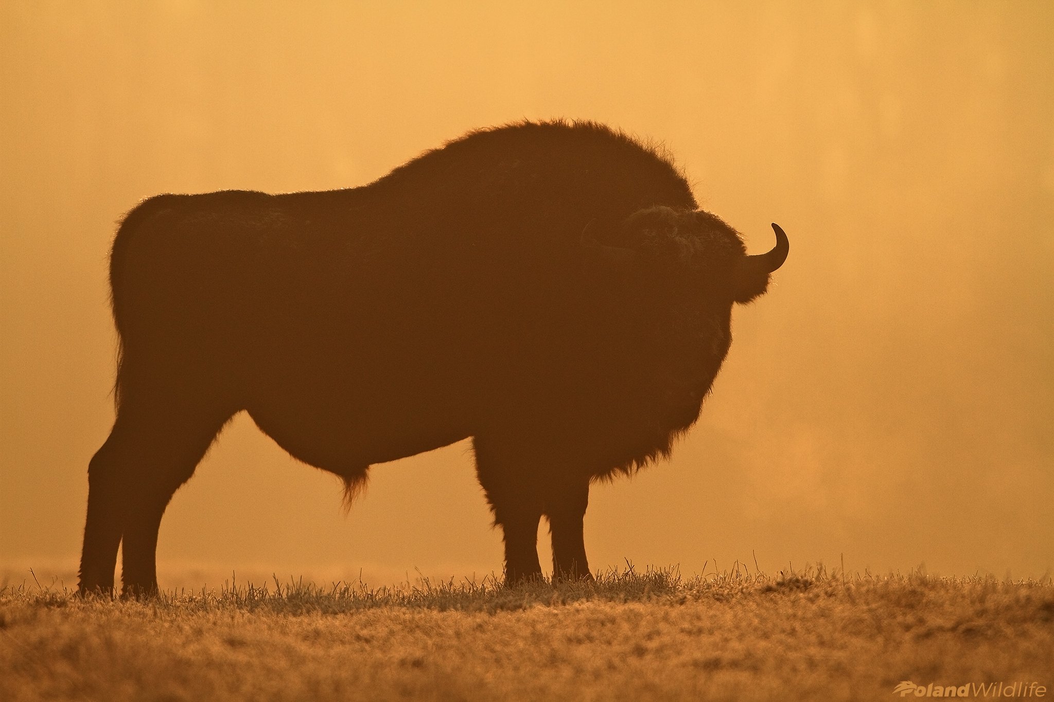 #bison #mammal #wildlife #poland, Marcin Nawrocki