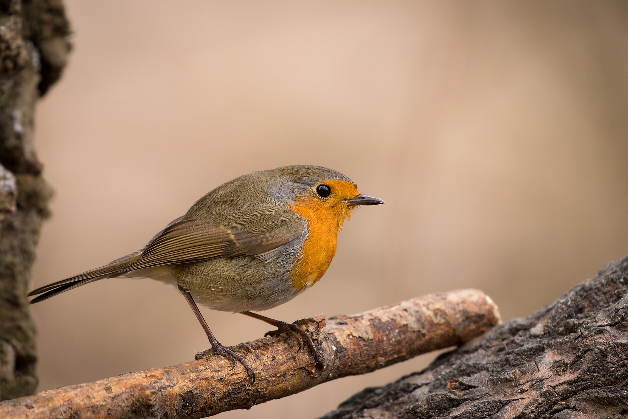 , Robert Adamec