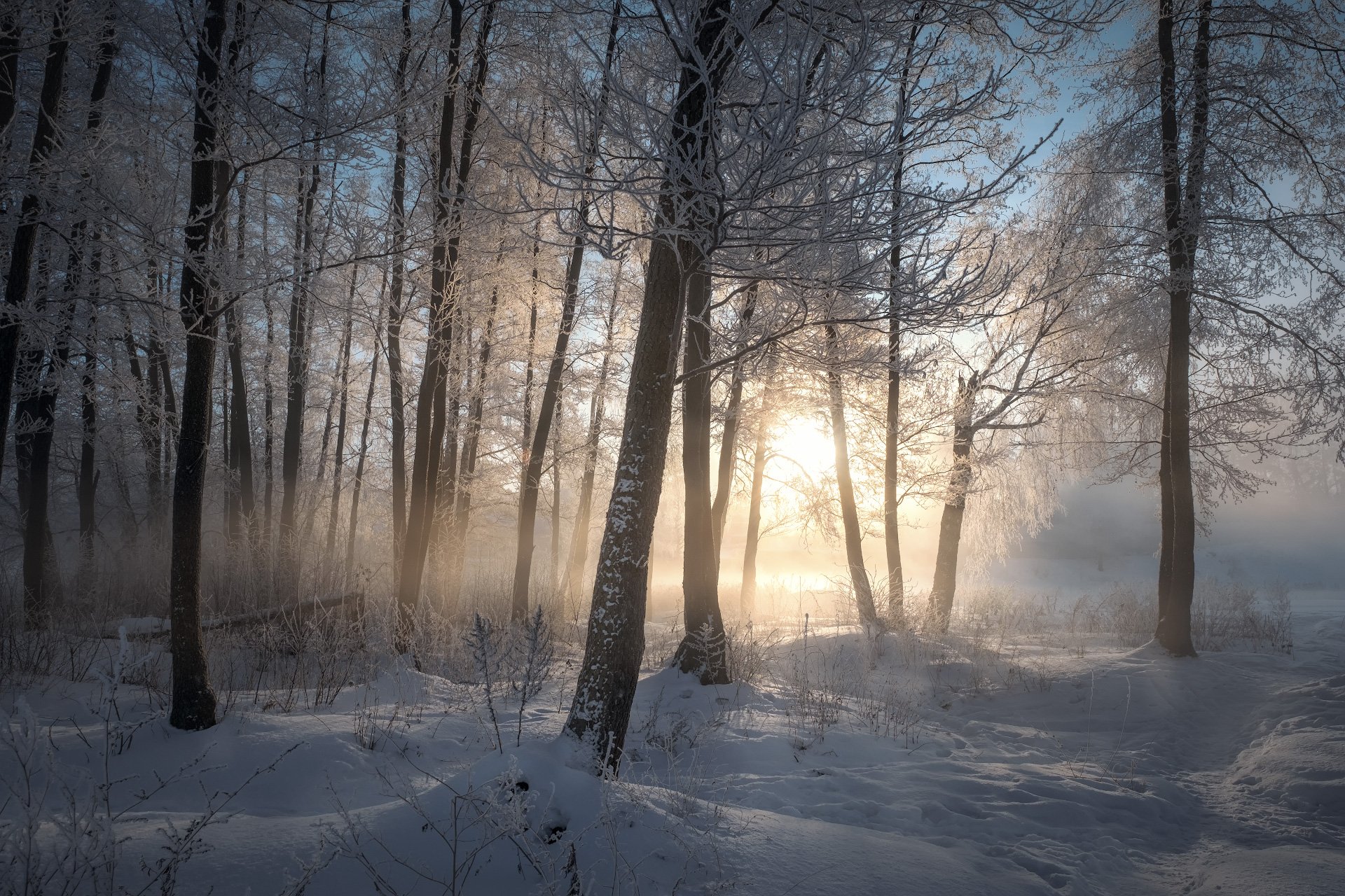 зима, мороз, лес, туман, пар, пехорка, Андрей Чиж