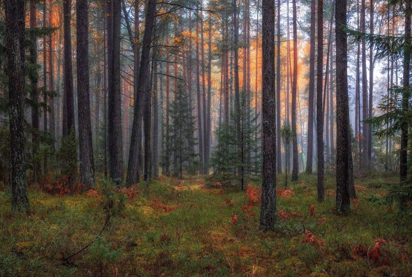 осень, лес, туман,, Сергей Шабуневич