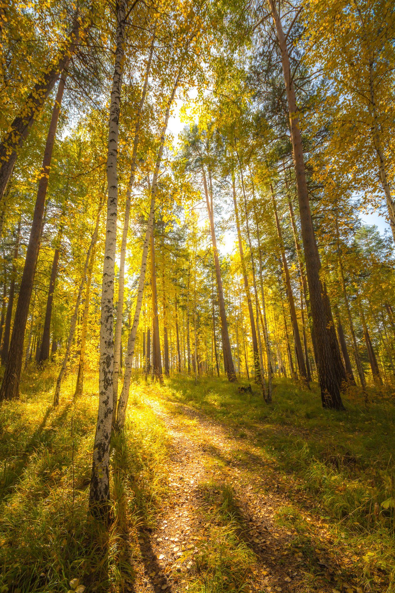 осень лес солнце листва свет, Жданов Дмитрий