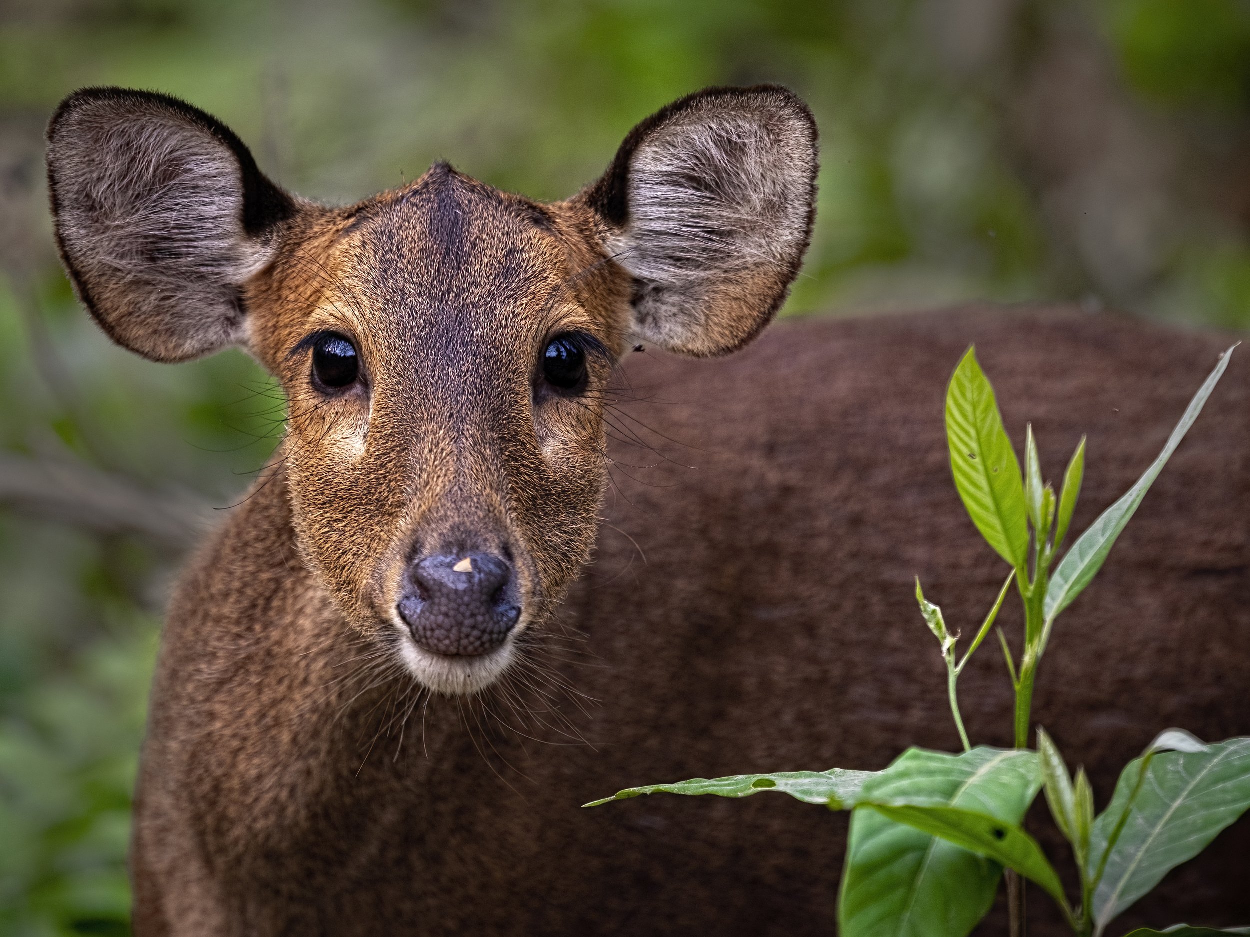 Indian Hog Deer, Kaziranga, Arpan Saha