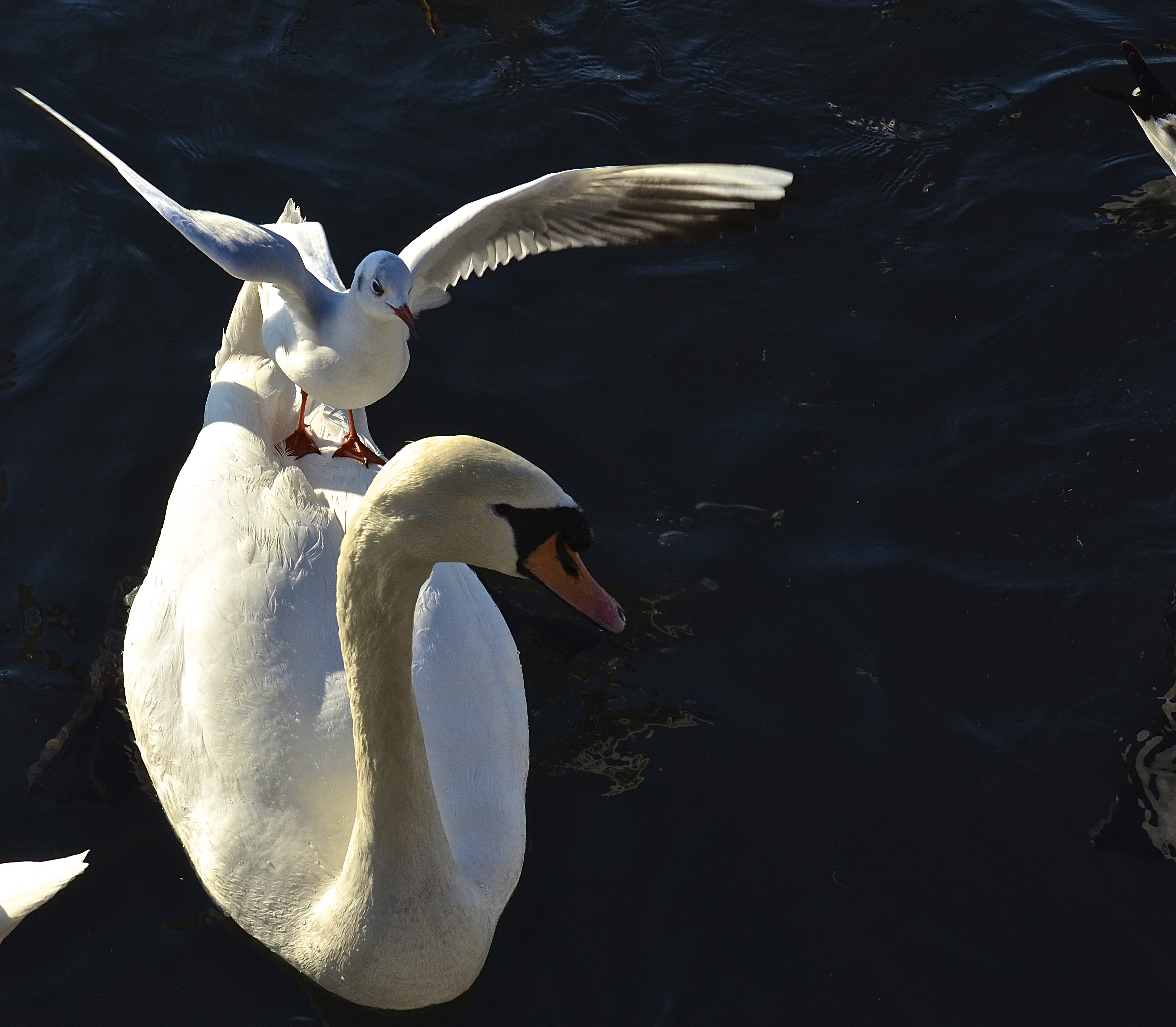 animals, swan, seagull, white, wings, sunlight, funny, situation, lake, water, birds, nature, , Svetlana Povarova Ree
