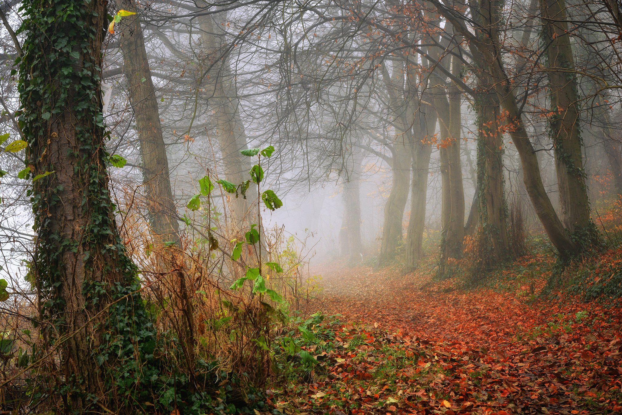 осеннее утро в переулке mist morning path magic road dranikowski autumn trees foggy ivy nature, Radoslaw Dranikowski