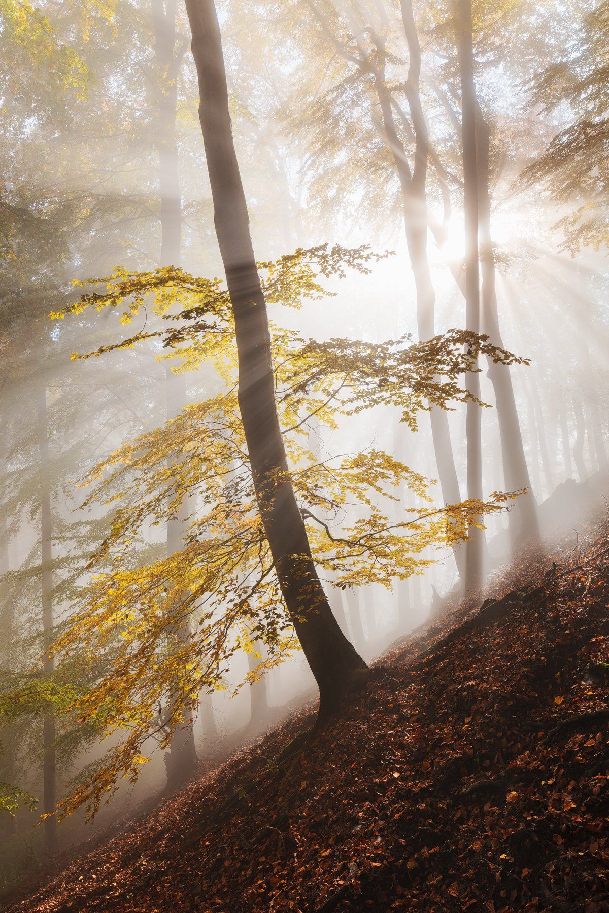 mist, fog, forest, sun, trees, autumn, fall, czech republic, Martin Rak